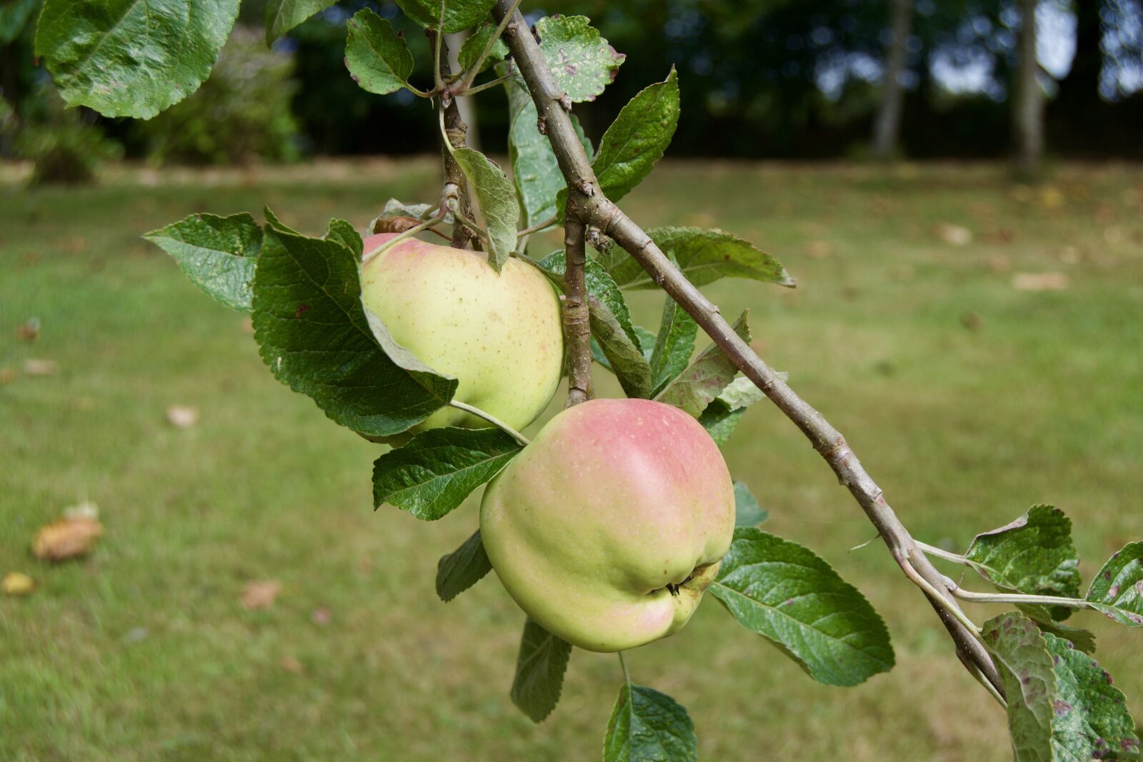 Nikon D3100 sample photo. Apple, fruit, autumn photography