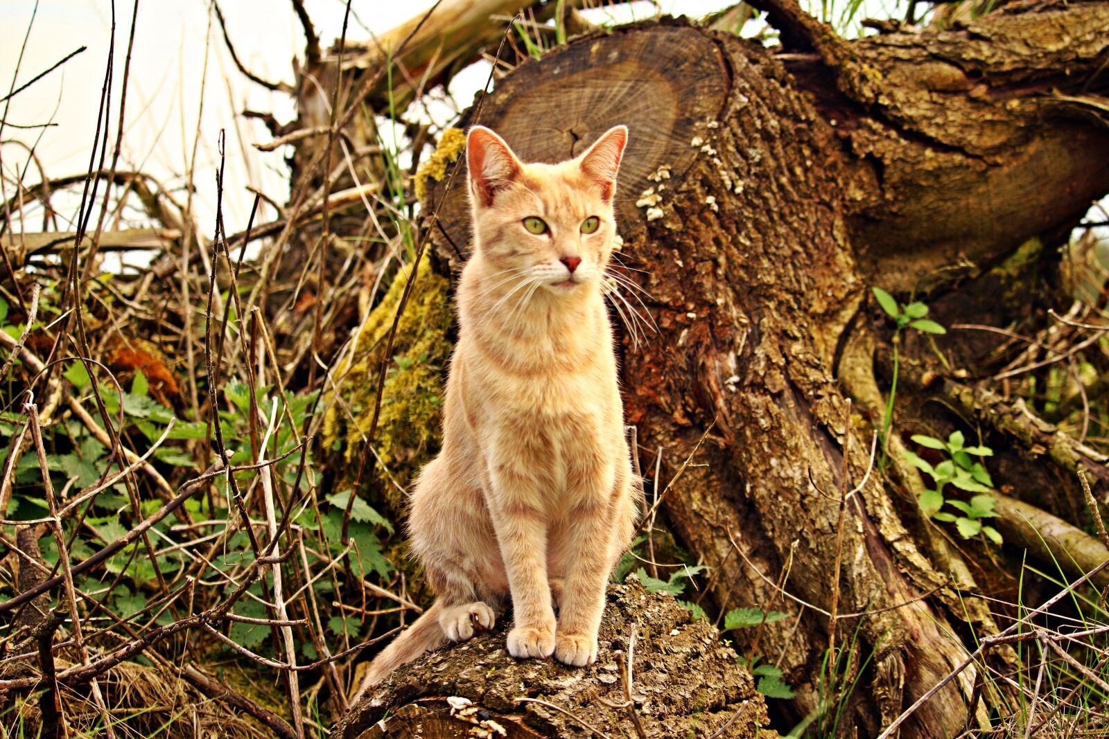 Canon EOS 100D (EOS Rebel SL1 / EOS Kiss X7) sample photo. Cat, kitten, mieze photography