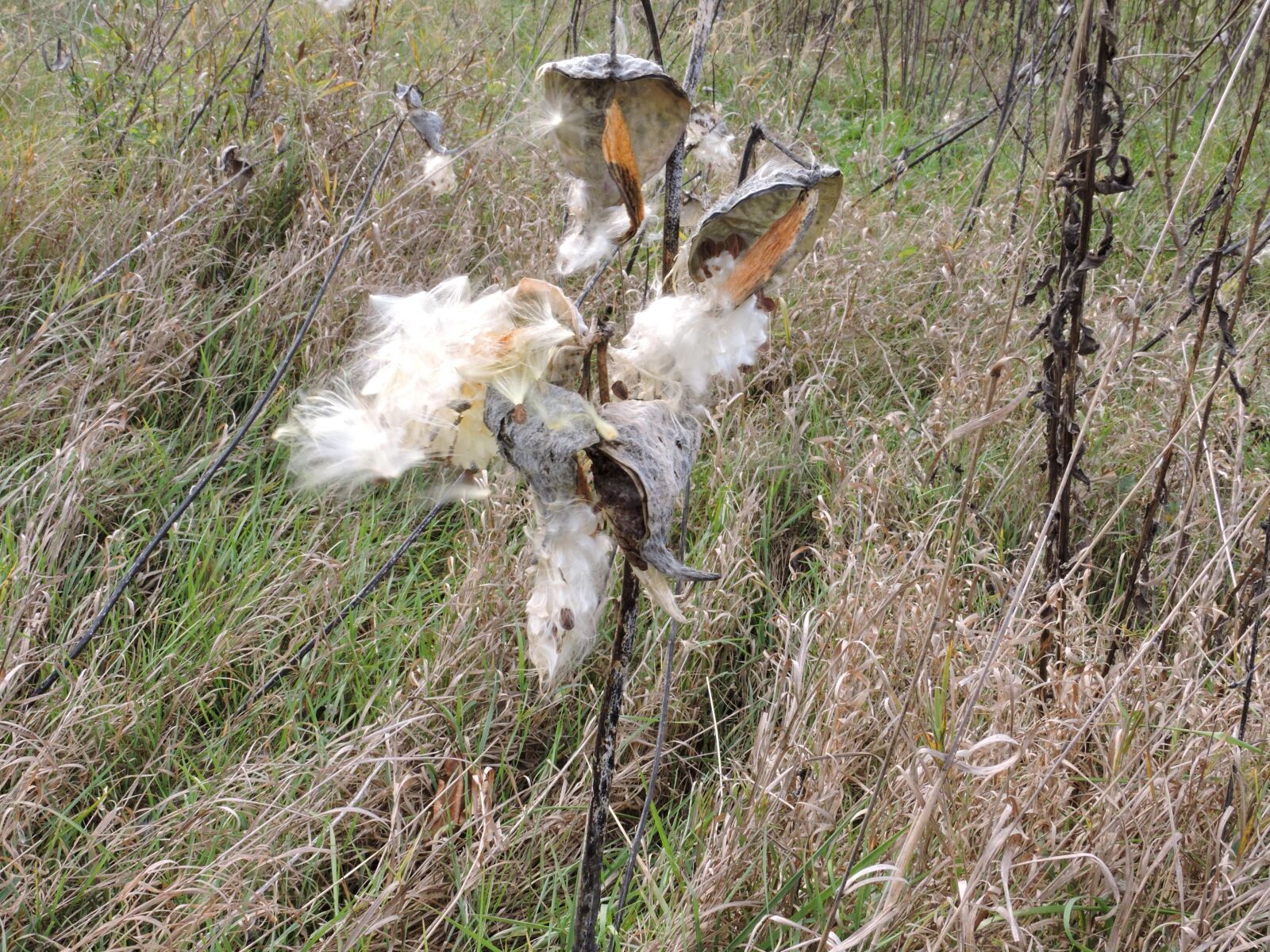 Nikon Coolpix P600 sample photo. Milkweed, open, pods photography