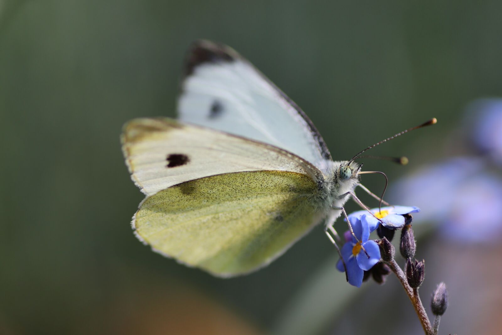 Tamron SP 90mm F2.8 Di VC USD 1:1 Macro sample photo. White, butterfly, insect photography