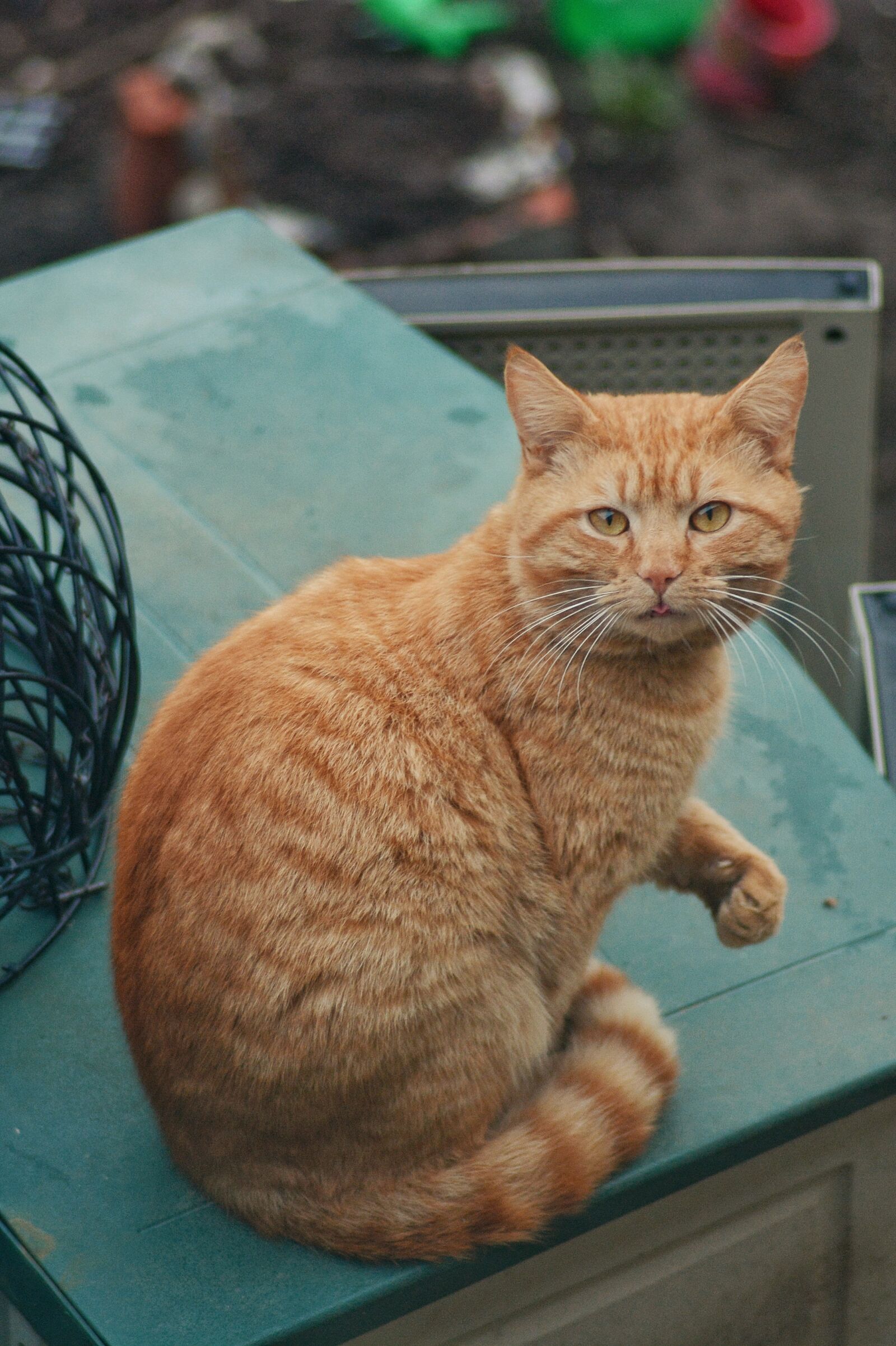 Nikon D7100 sample photo. Cat, outdoors, cute photography