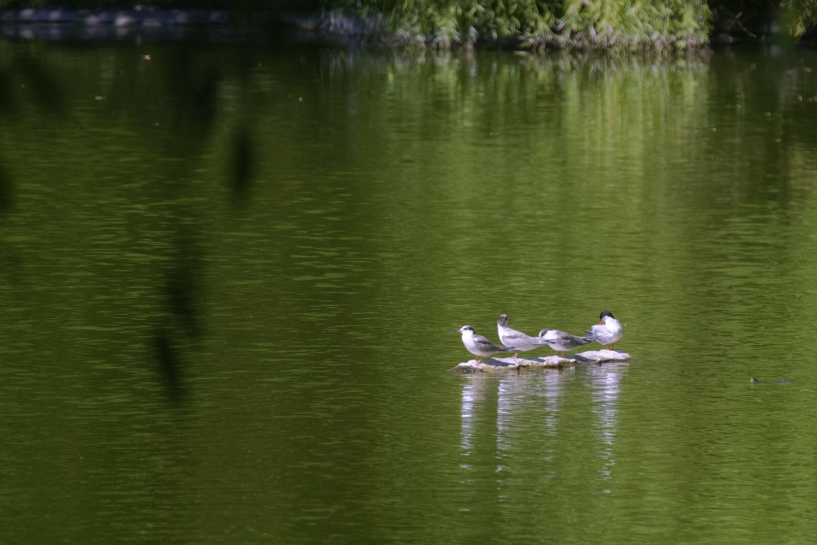 Nikon D5300 sample photo. Landscape, birds, gulls photography