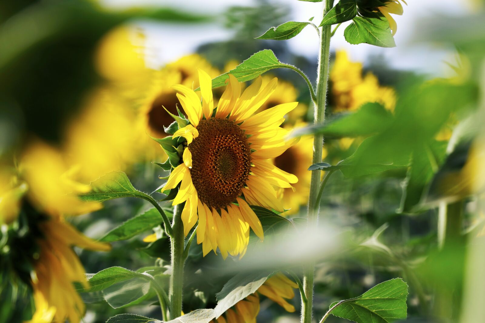 Canon EF-S 18-135mm F3.5-5.6 IS USM sample photo. Sunflower, flowers, bloom photography