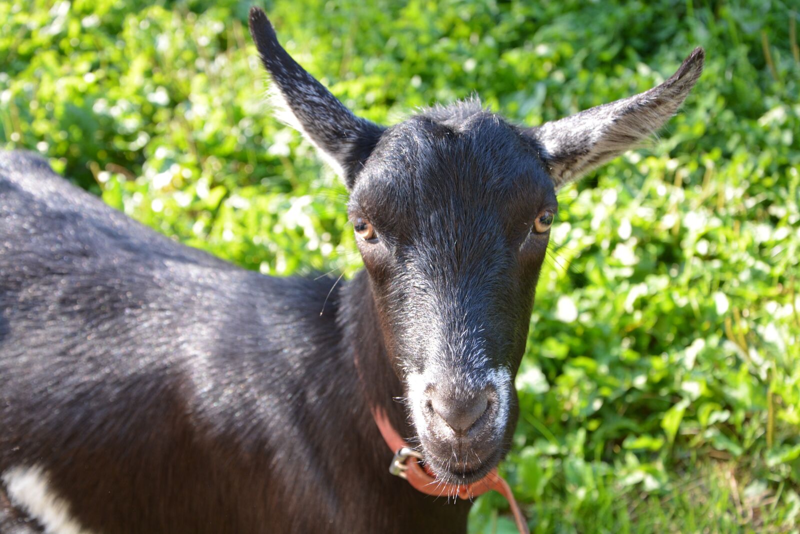 Nikon D5200 sample photo. Goat, mammal, ruminant photography