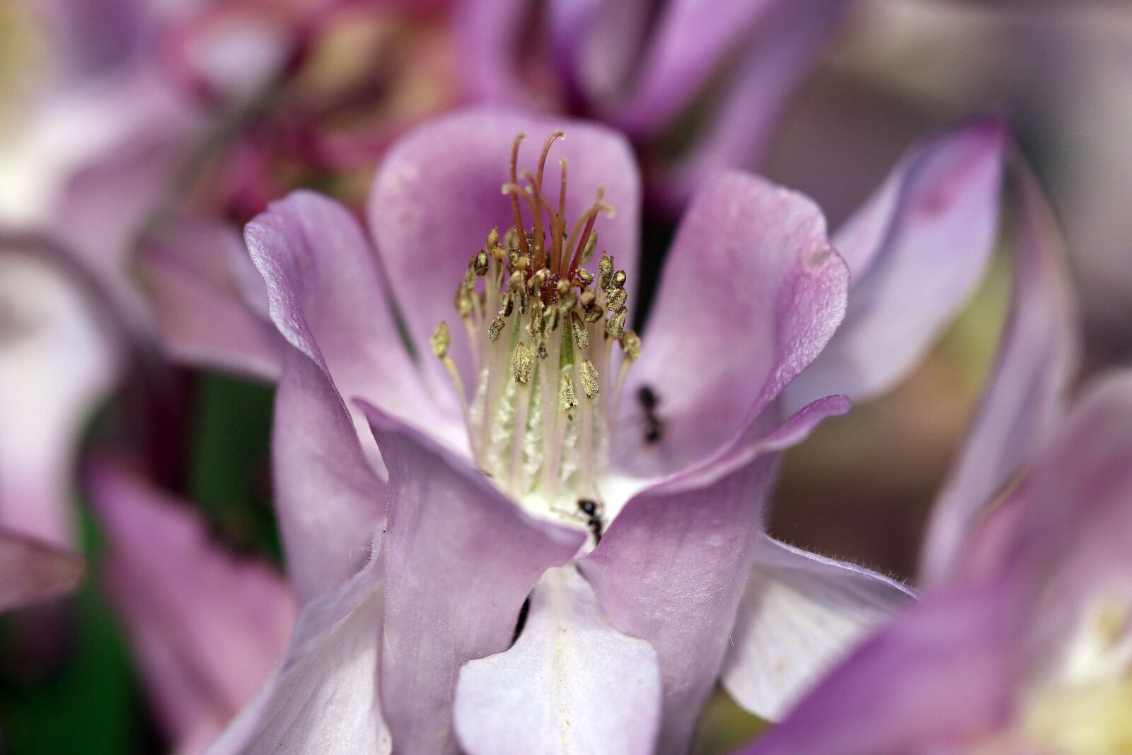 Canon EOS 7D Mark II sample photo. Orlik, inside a flower photography