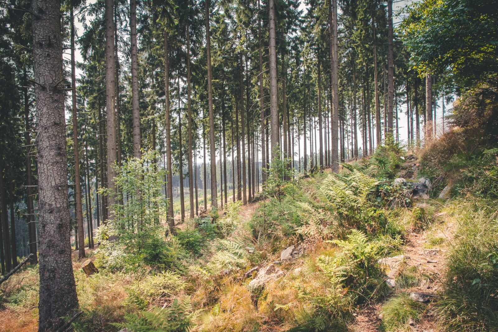Canon EOS 60D sample photo. Forest, nature, hiking photography