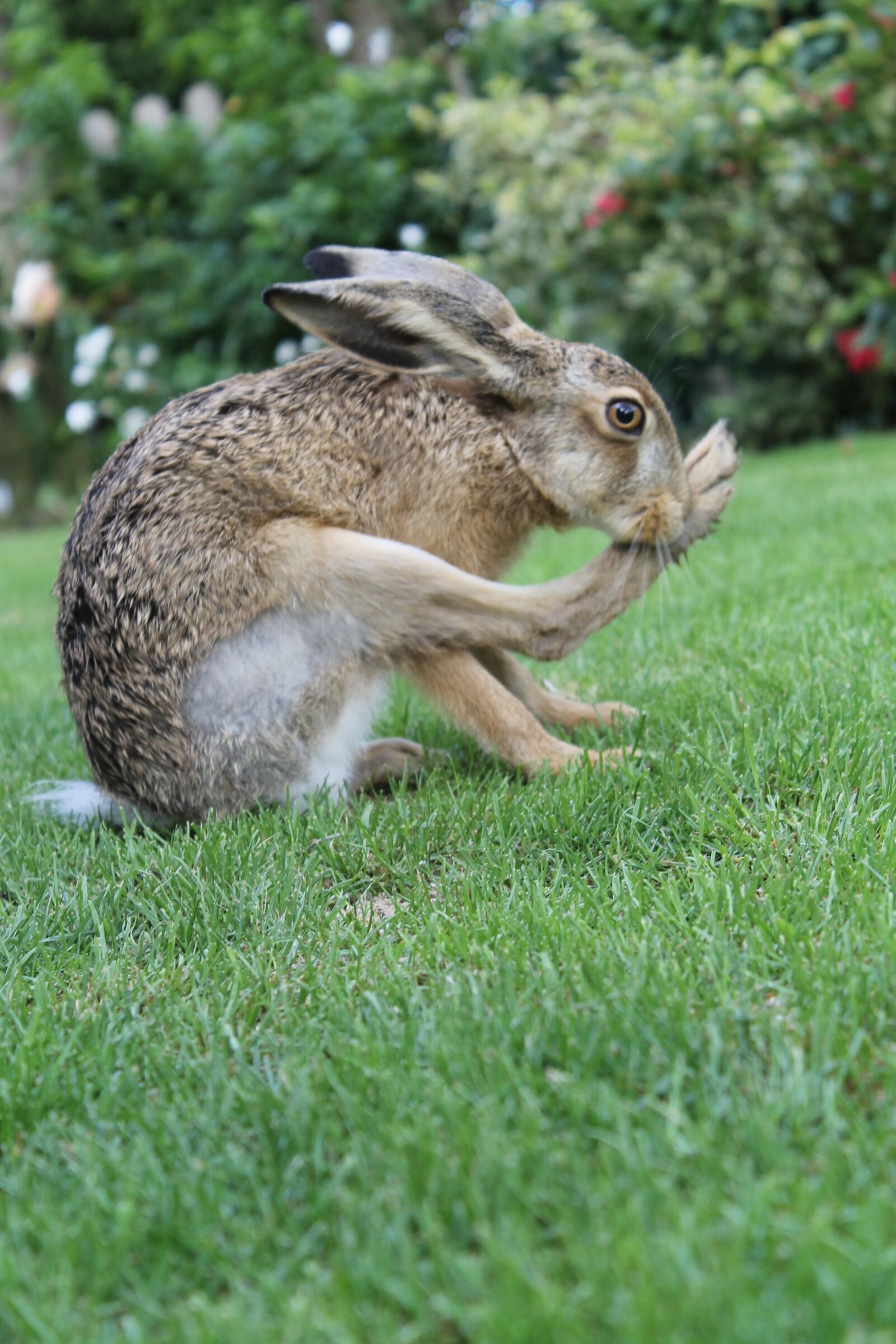 Canon EOS 1100D (EOS Rebel T3 / EOS Kiss X50) sample photo. European brown hare, young photography