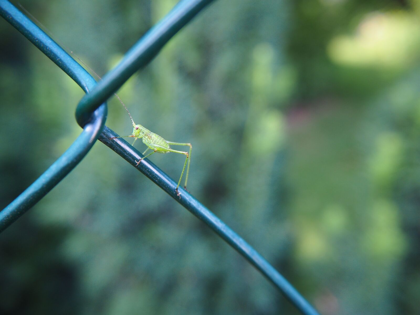 Olympus OM-D E-M10 sample photo. Grasshopper, insect, garden photography