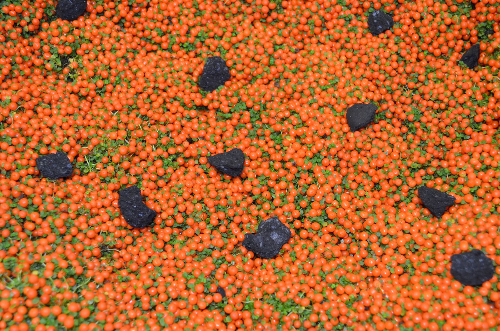 Nikon D5100 sample photo. Nertera, lava stone, contrast photography