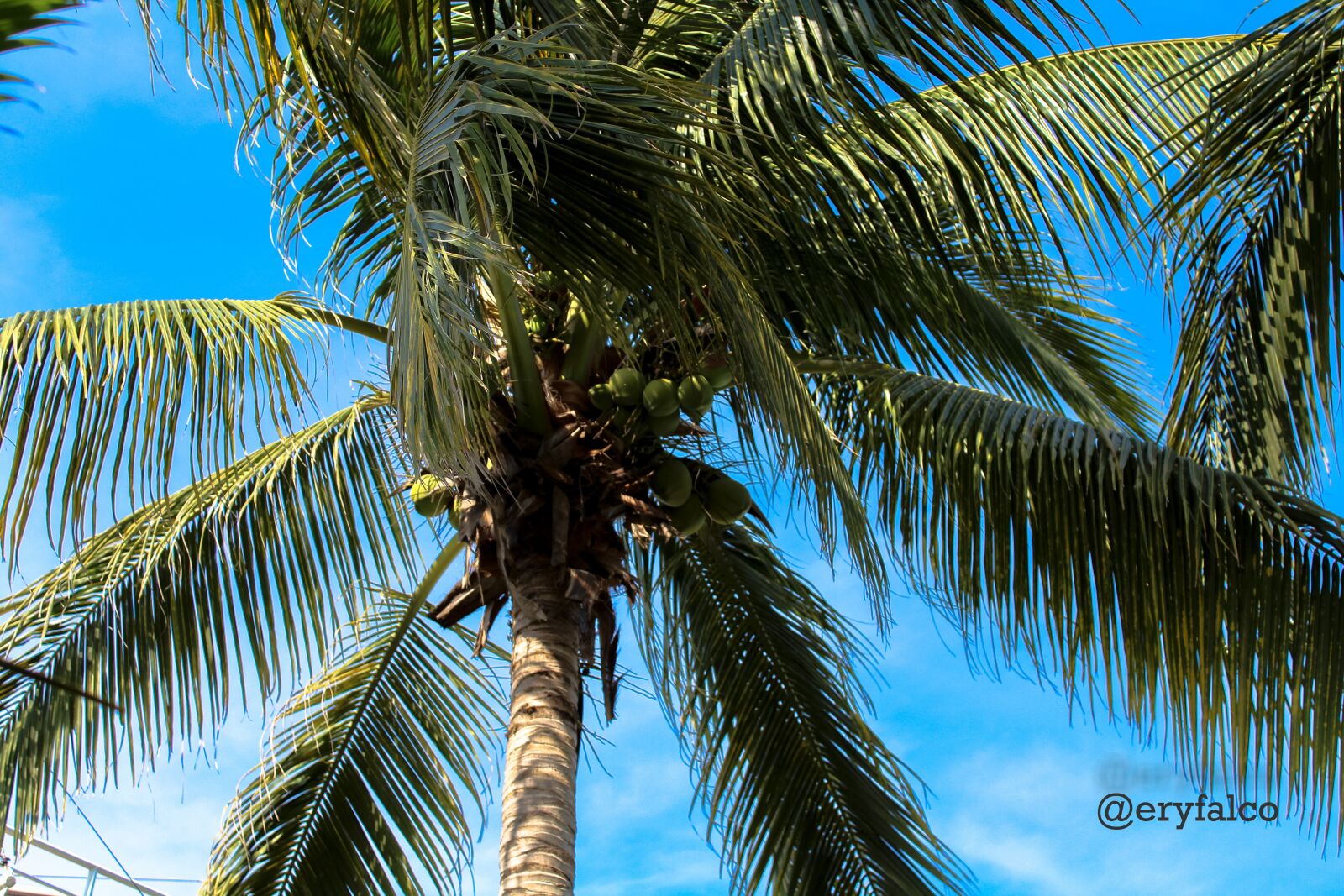 Canon EOS 1300D (EOS Rebel T6 / EOS Kiss X80) sample photo. Palm tree, beach, acapulco photography