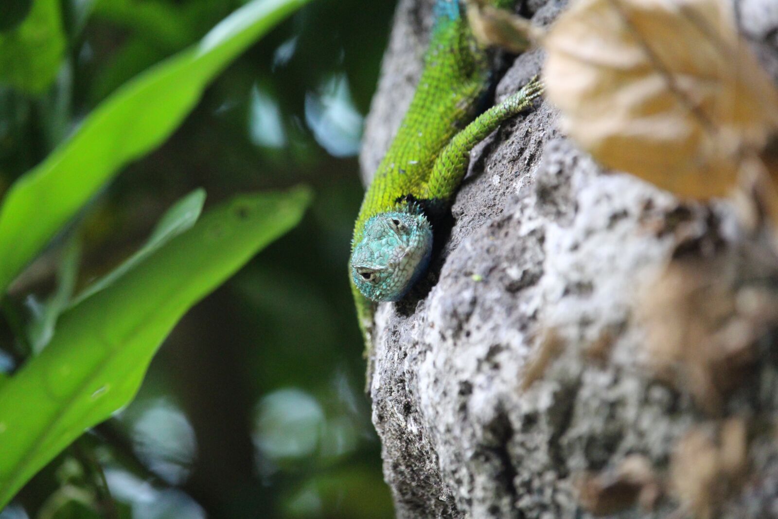 Canon EF-S 55-250mm F4-5.6 IS STM sample photo. Lizard, green, close up photography