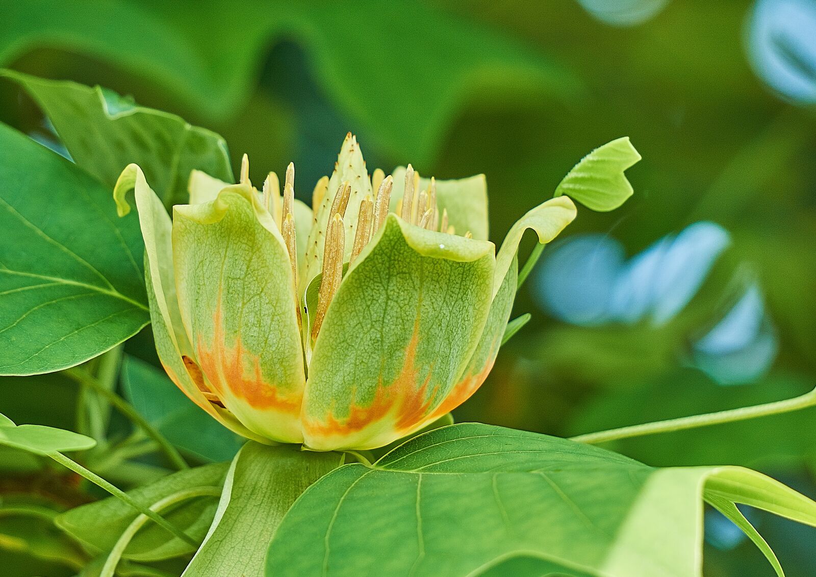 Sony a6000 sample photo. Liriodendron tulipifera, tulip tree photography