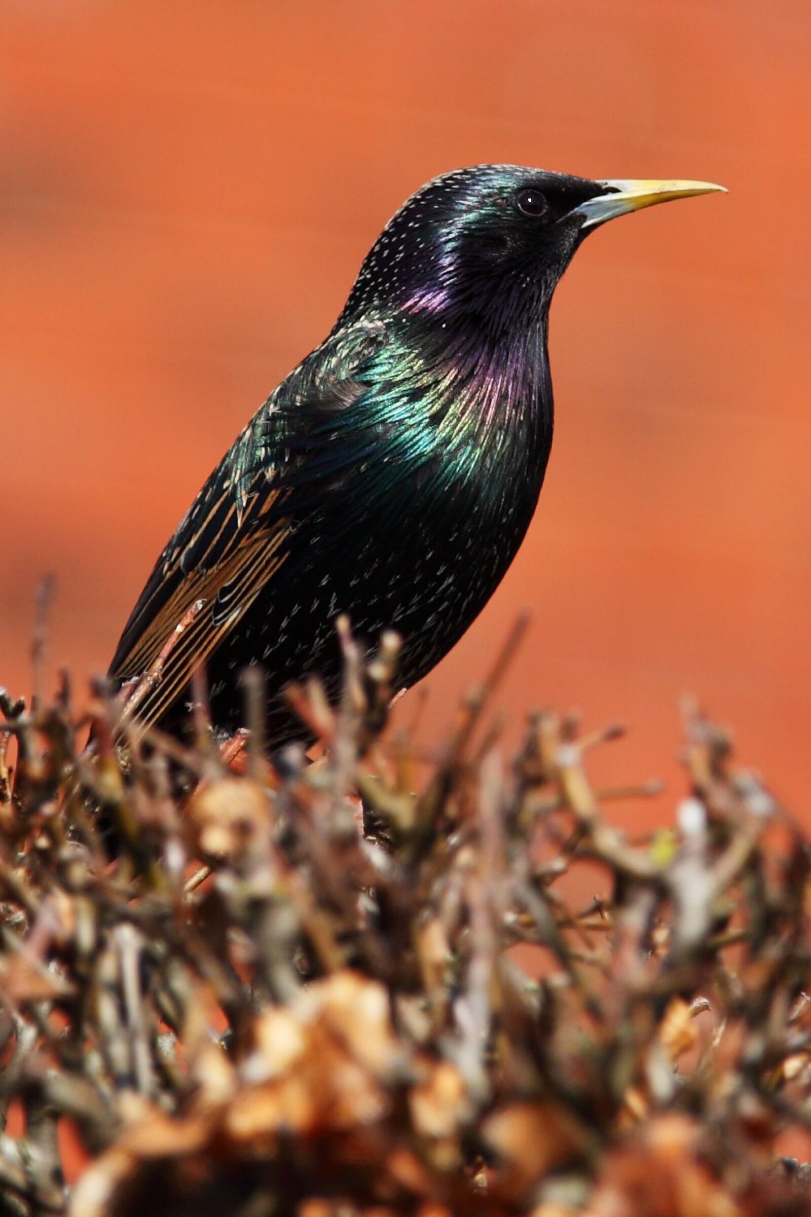 Canon EOS 5D Mark II sample photo. Animal, bird, black photography