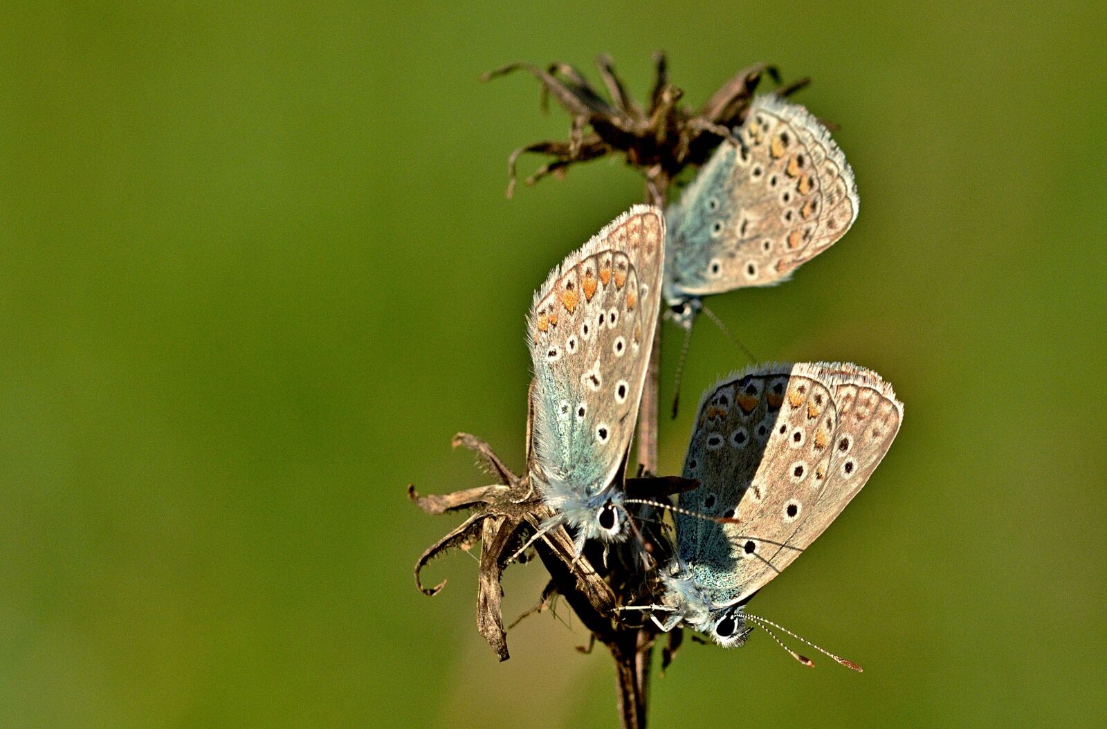 Nikon D5200 sample photo. Butterflies, lycaenidae, sun photography