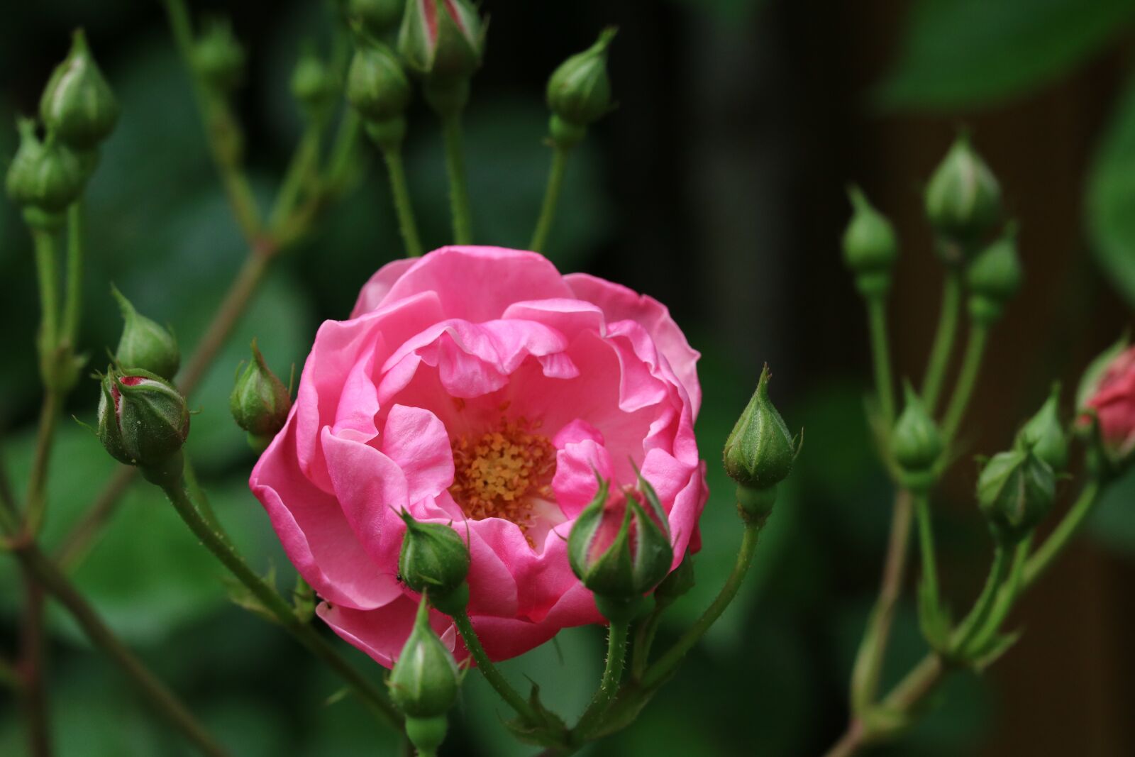 Canon EOS 750D (EOS Rebel T6i / EOS Kiss X8i) sample photo. Rose, red, red rose photography