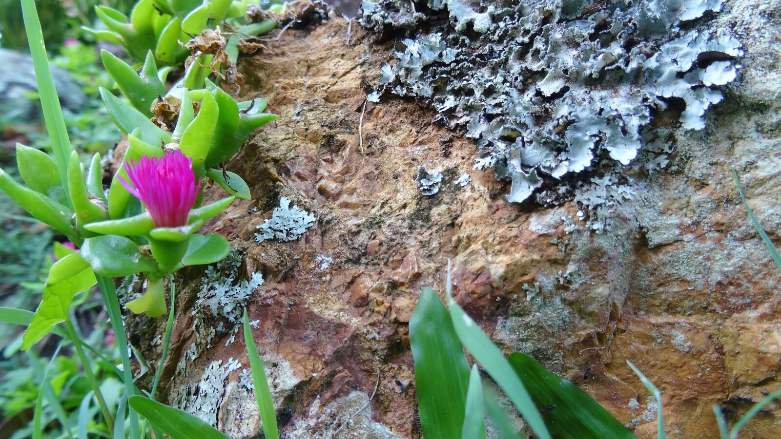Sony Cyber-shot DSC-HX50V sample photo. Nature, flora, leaf photography