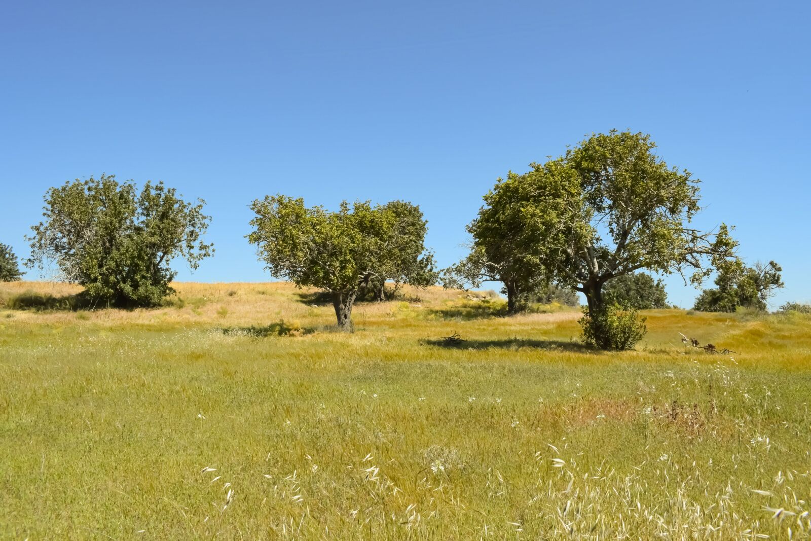 Nikon D3300 sample photo. Nature, trees, landscape photography