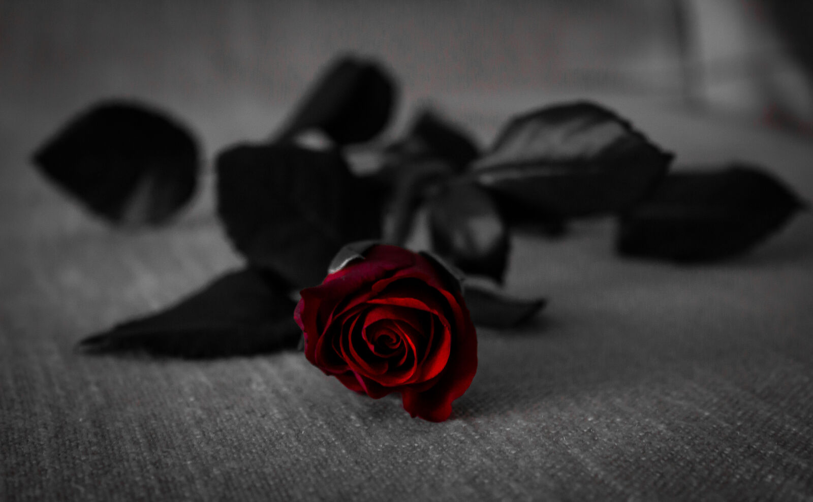 Canon EOS 1200D (EOS Rebel T5 / EOS Kiss X70 / EOS Hi) sample photo. Red, rose, with, black photography