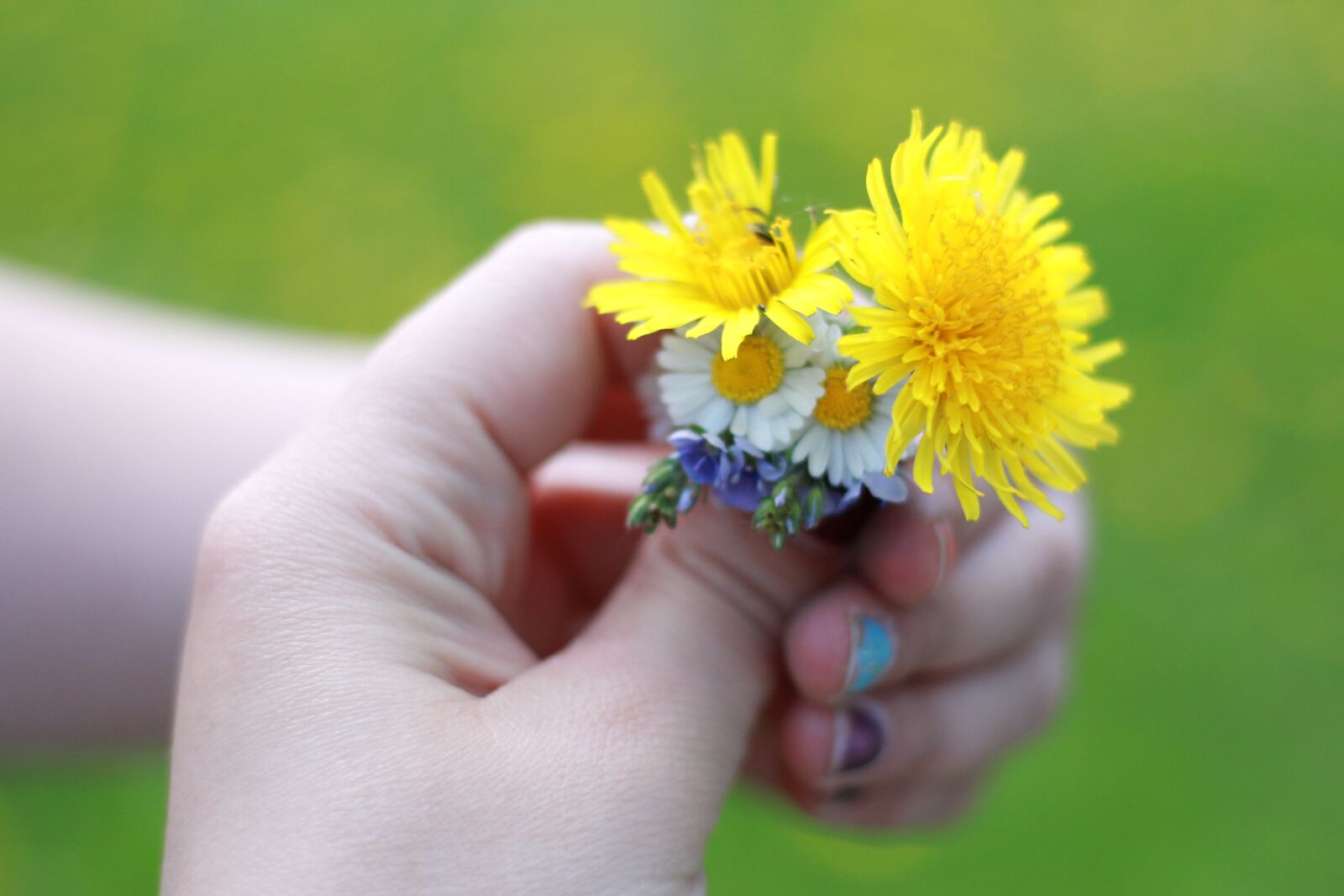 Canon EOS 60D + Canon EF 50mm F1.8 STM sample photo. Dandelion, flower, macro photography