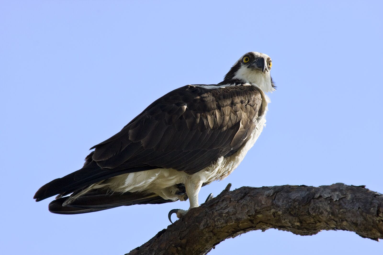 Canon EOS 40D sample photo. Osprey, raptor, talons photography