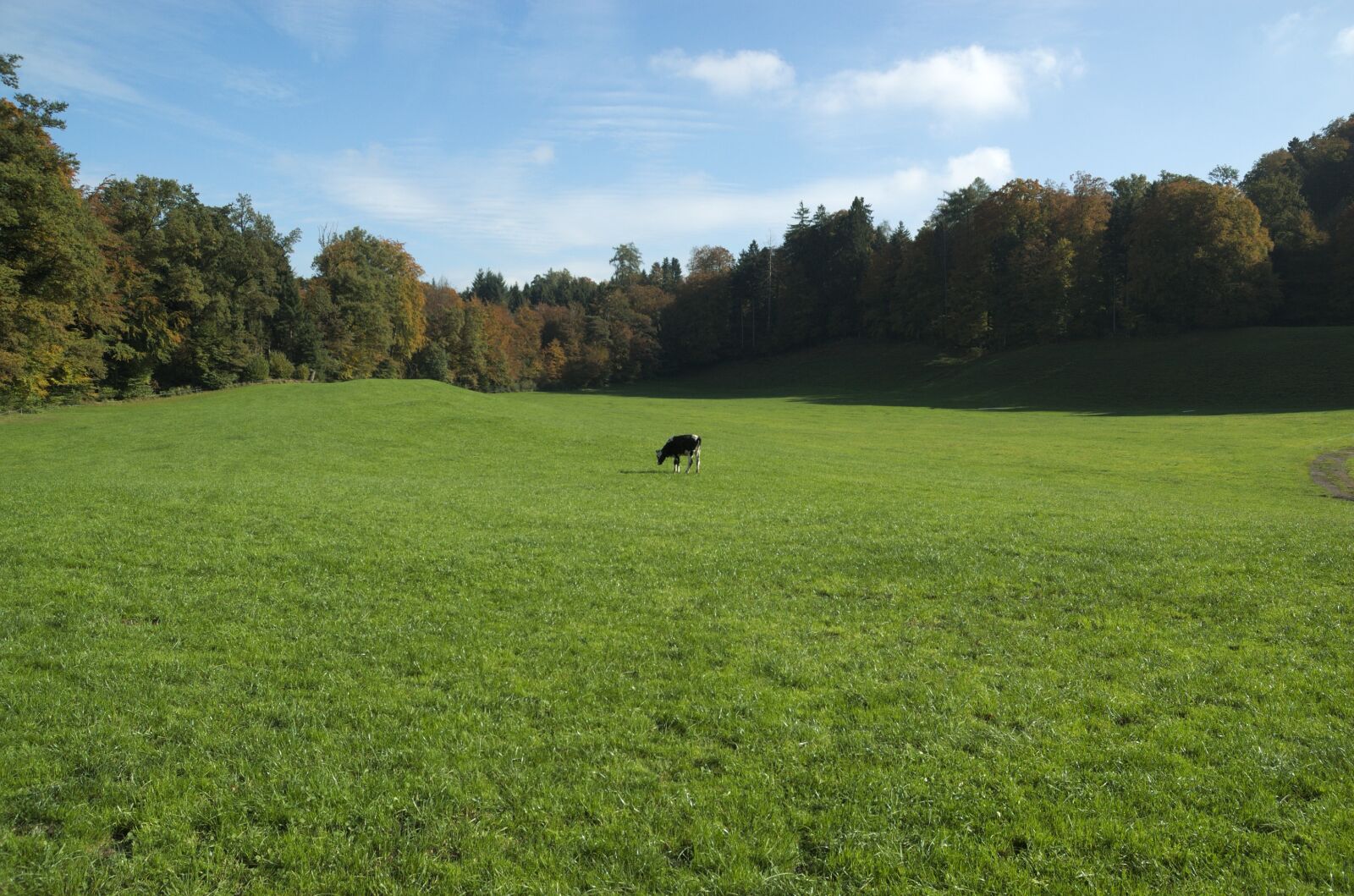 Nikon D70 sample photo. Cow, pasture, landscape photography