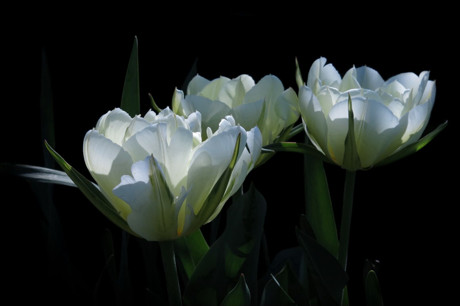 Canon PowerShot G15 sample photo. Tulips, white flower, fosteriana photography