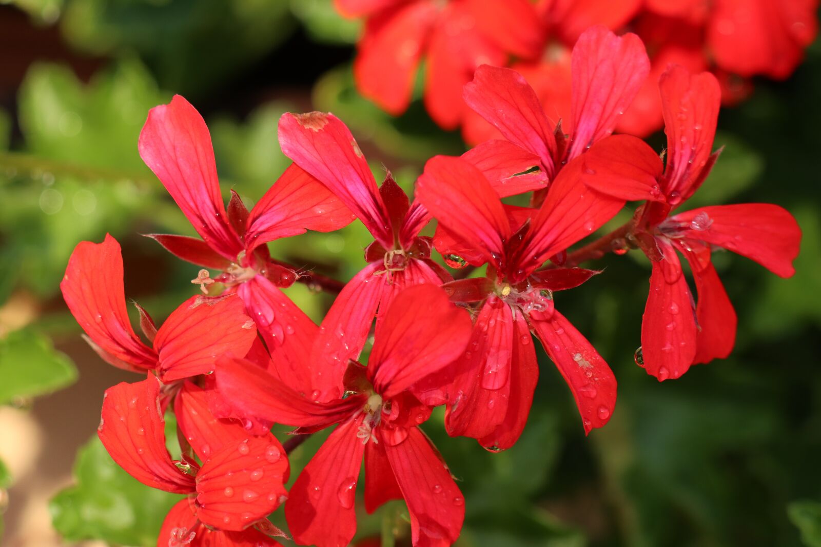 Canon EOS M6 sample photo. Summer, garden, flowers photography