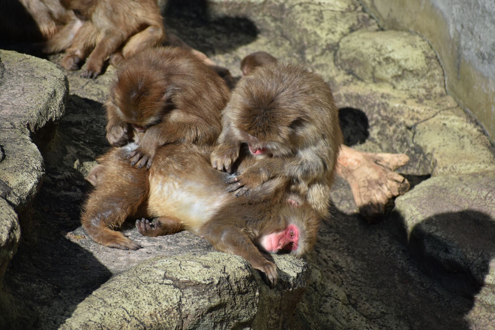 Nikon D7200 sample photo. Animal, zoo, monkey photography