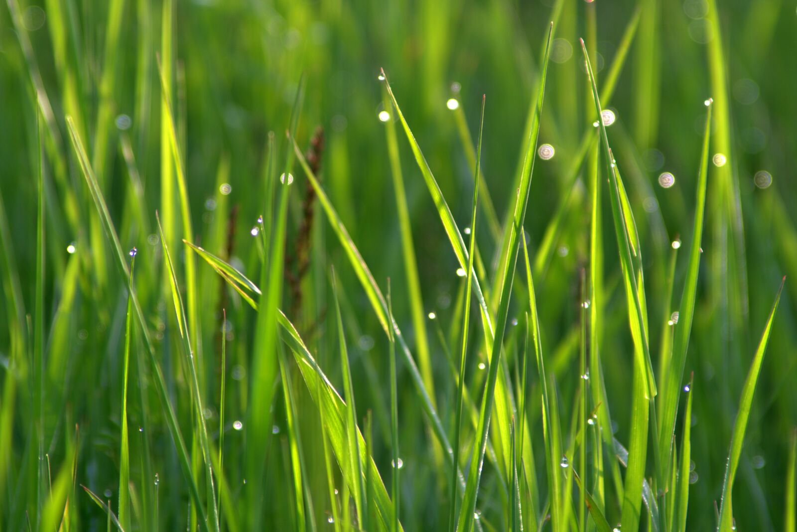 Pentax K-S2 sample photo. Grass, rosa, drops of photography