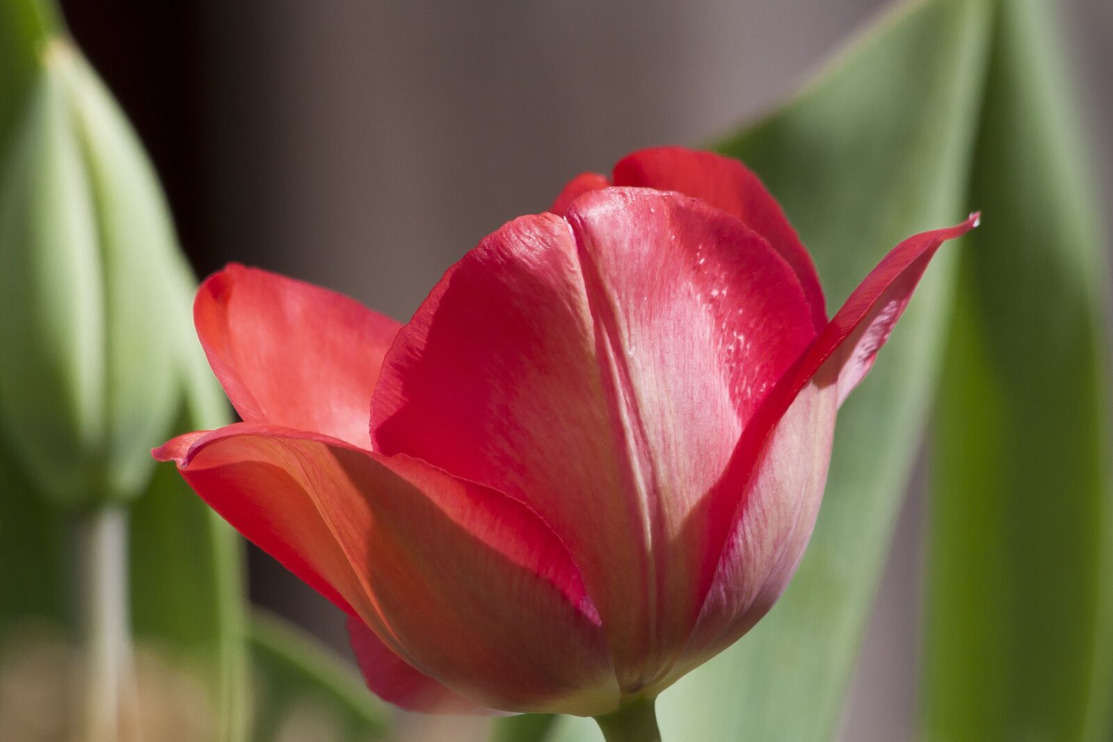 Canon EF 70-300mm F4-5.6 IS USM sample photo. Tulip, lilies, spring photography