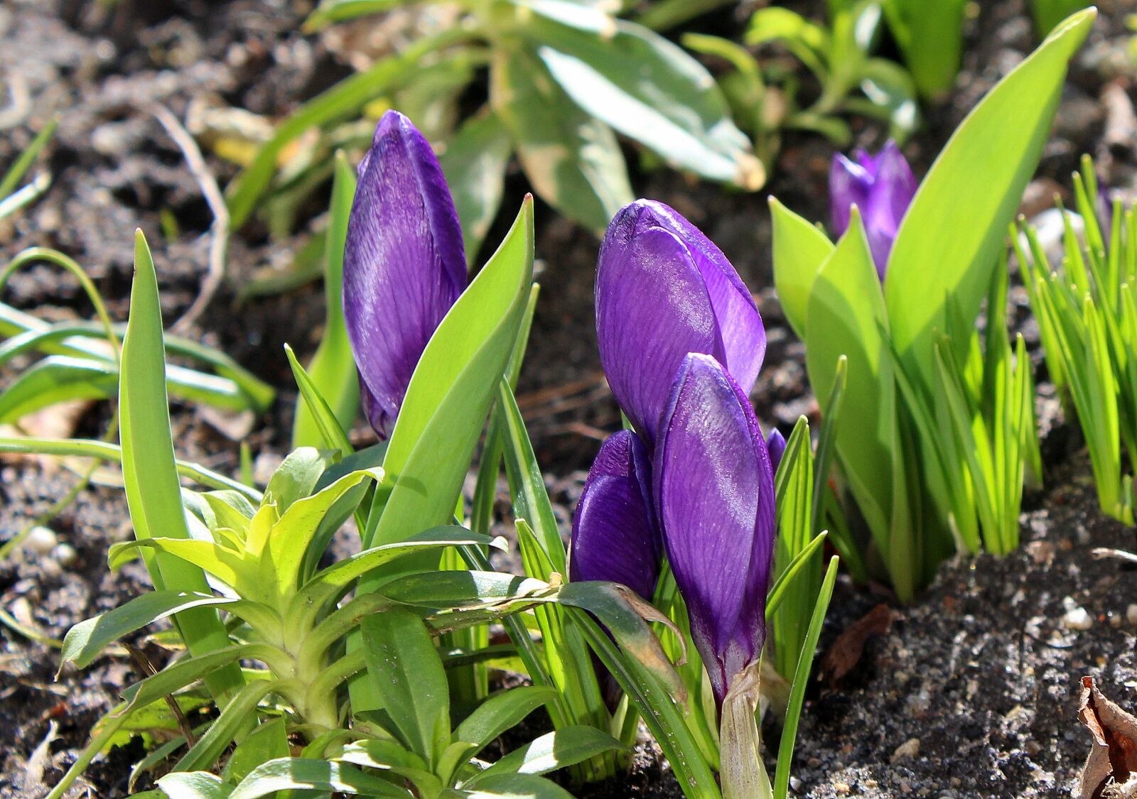 Canon EOS 1200D (EOS Rebel T5 / EOS Kiss X70 / EOS Hi) sample photo. Krokus, spring flowers, march photography