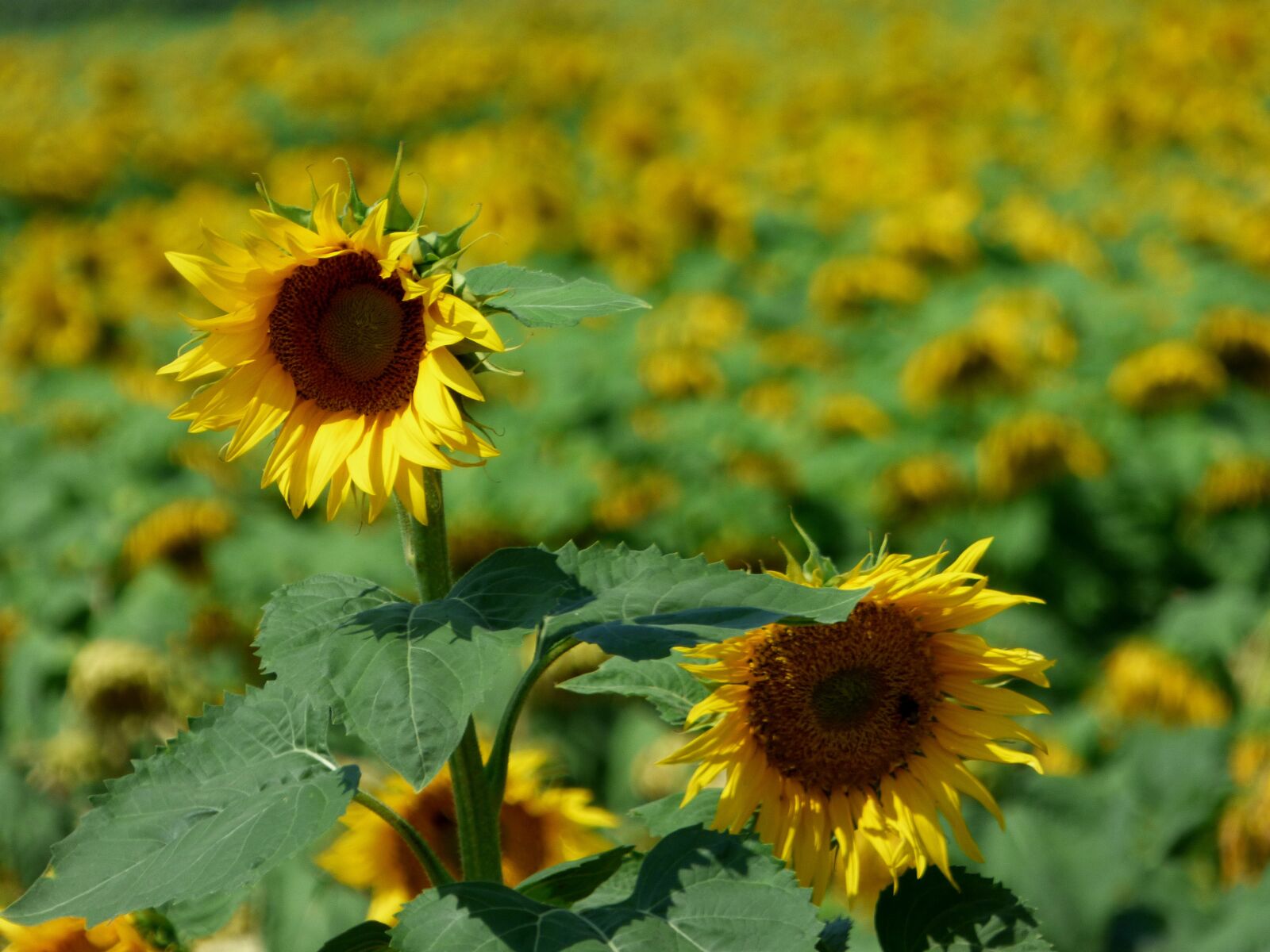Panasonic DMC-FZ72 sample photo. Sunflower, field, flower photography
