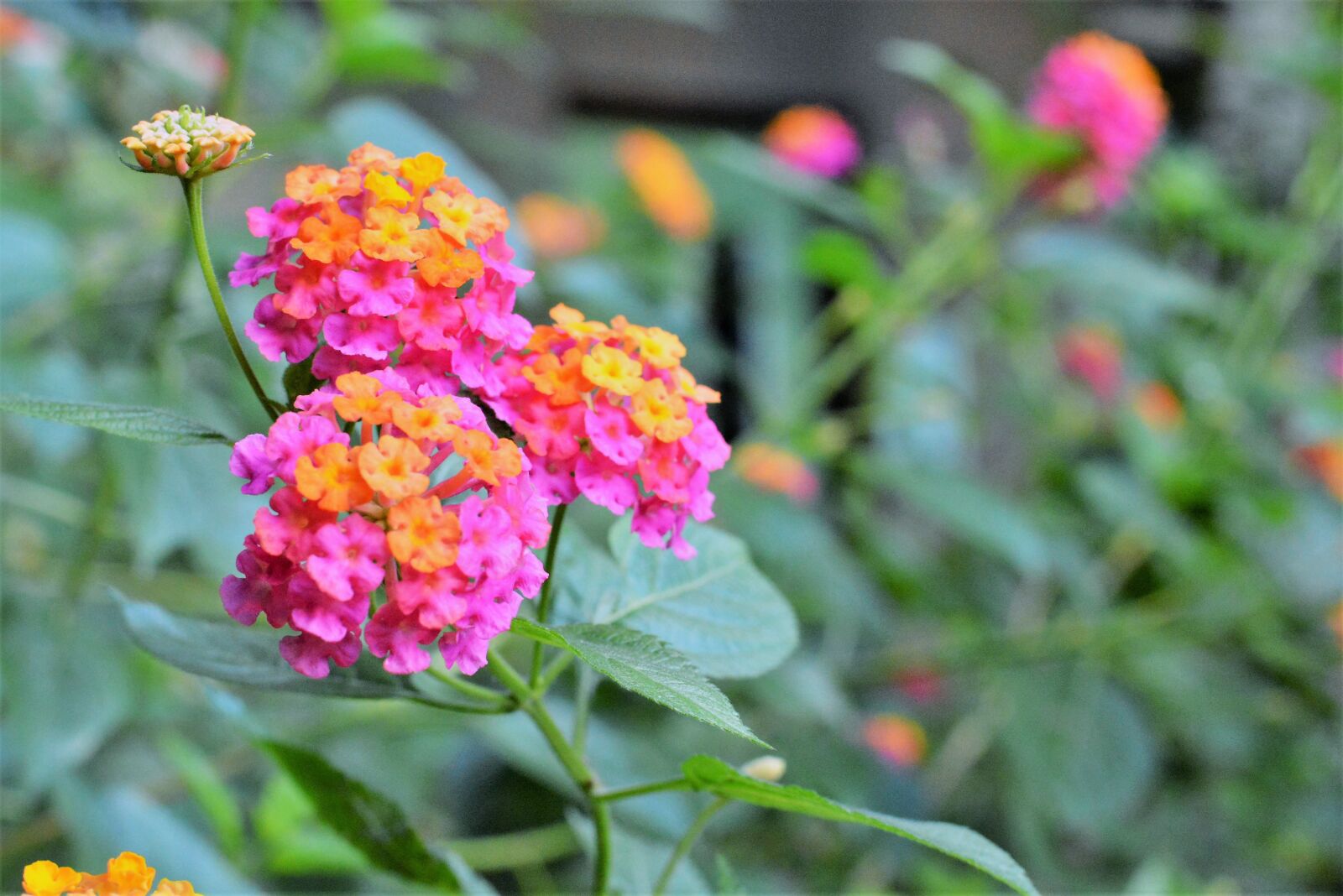 Nikon D5200 sample photo. Plant, bloom, flowers photography