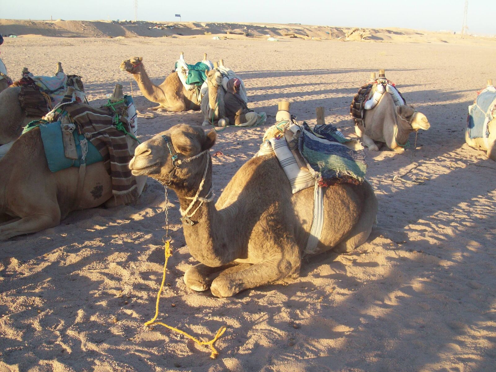 Kodak EASYSHARE C813 ZOOM DIGITAL CAMERA sample photo. Camels, desert, egypt photography