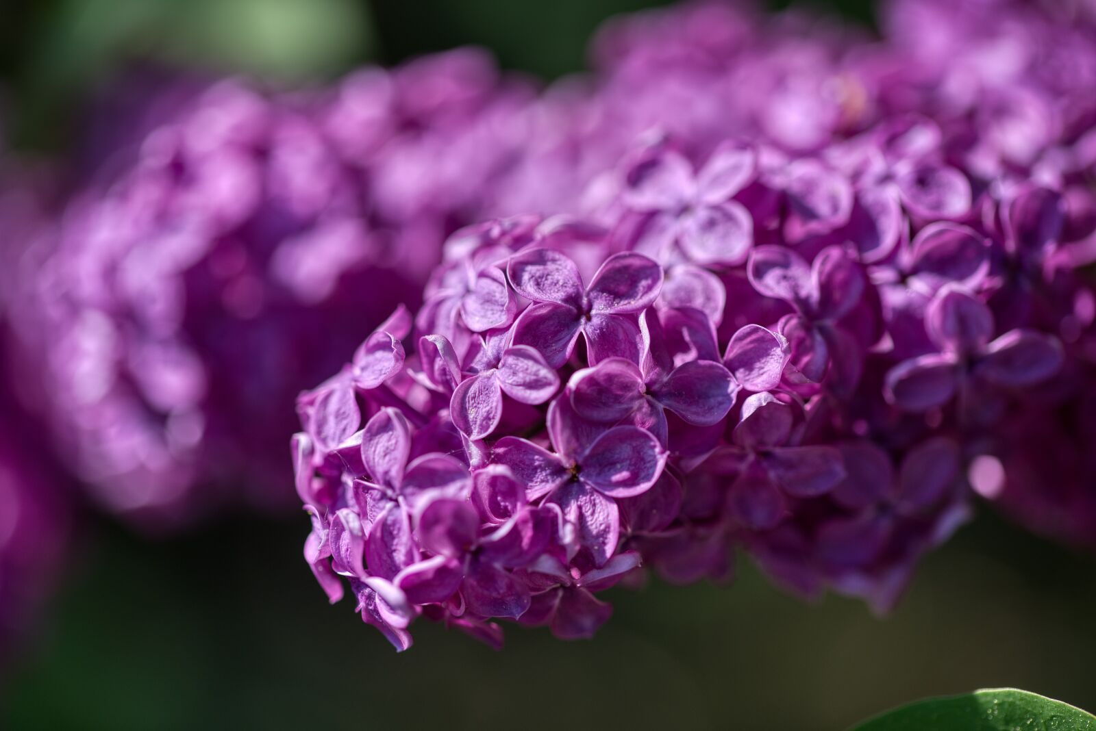 Nikon D750 sample photo. Lilac, olive crop, violet photography