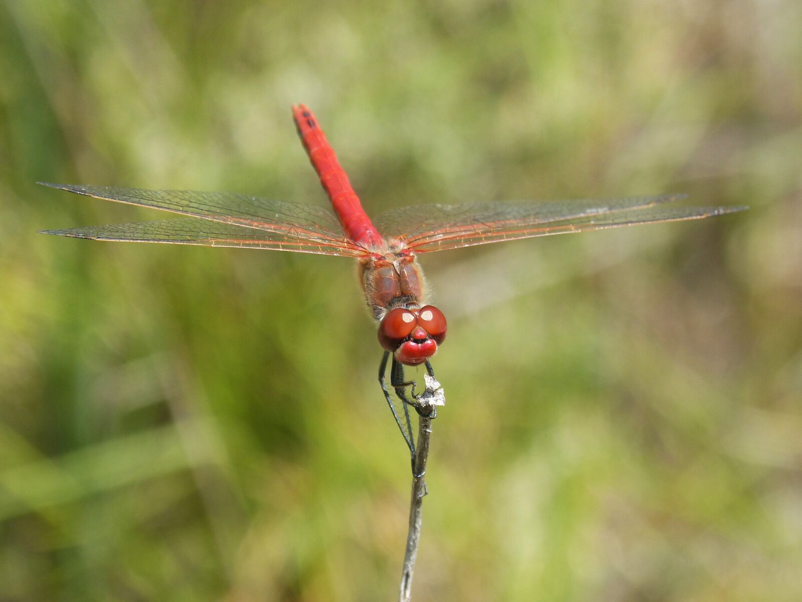 Panasonic DMC-FZ62 sample photo. Dragonfly, erythraea crocothemis, red photography