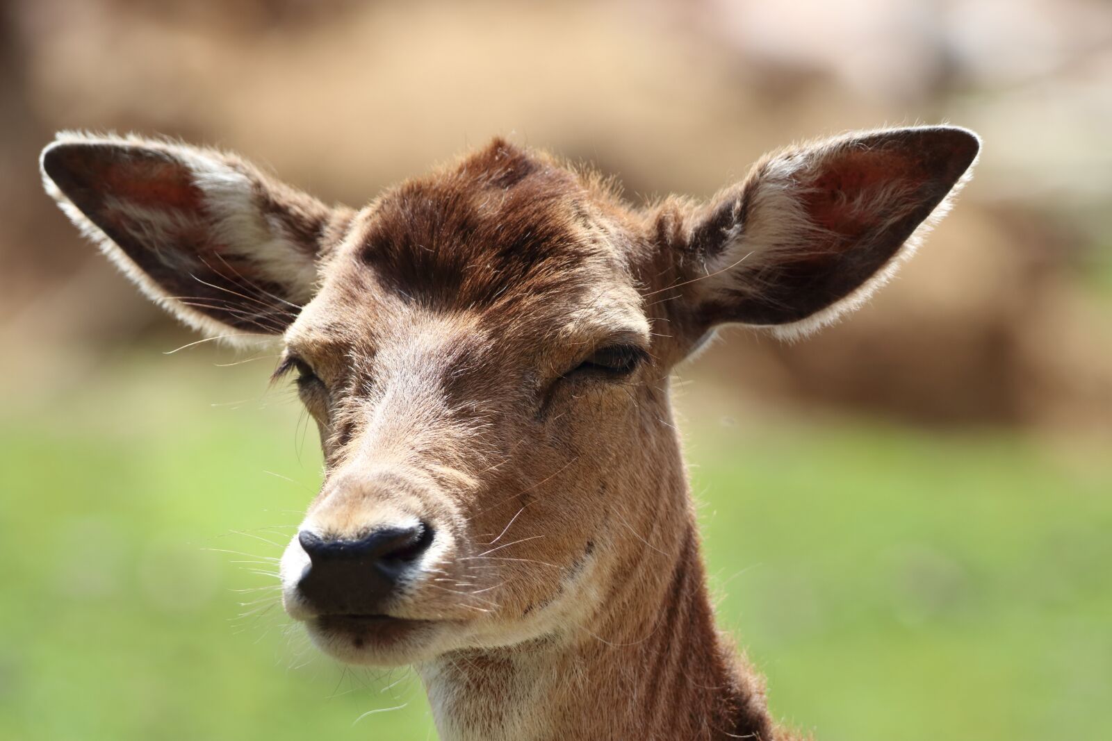 150-600mm F5-6.3 DG OS HSM | Contemporary 015 sample photo. Damm wild, mammal, wild photography