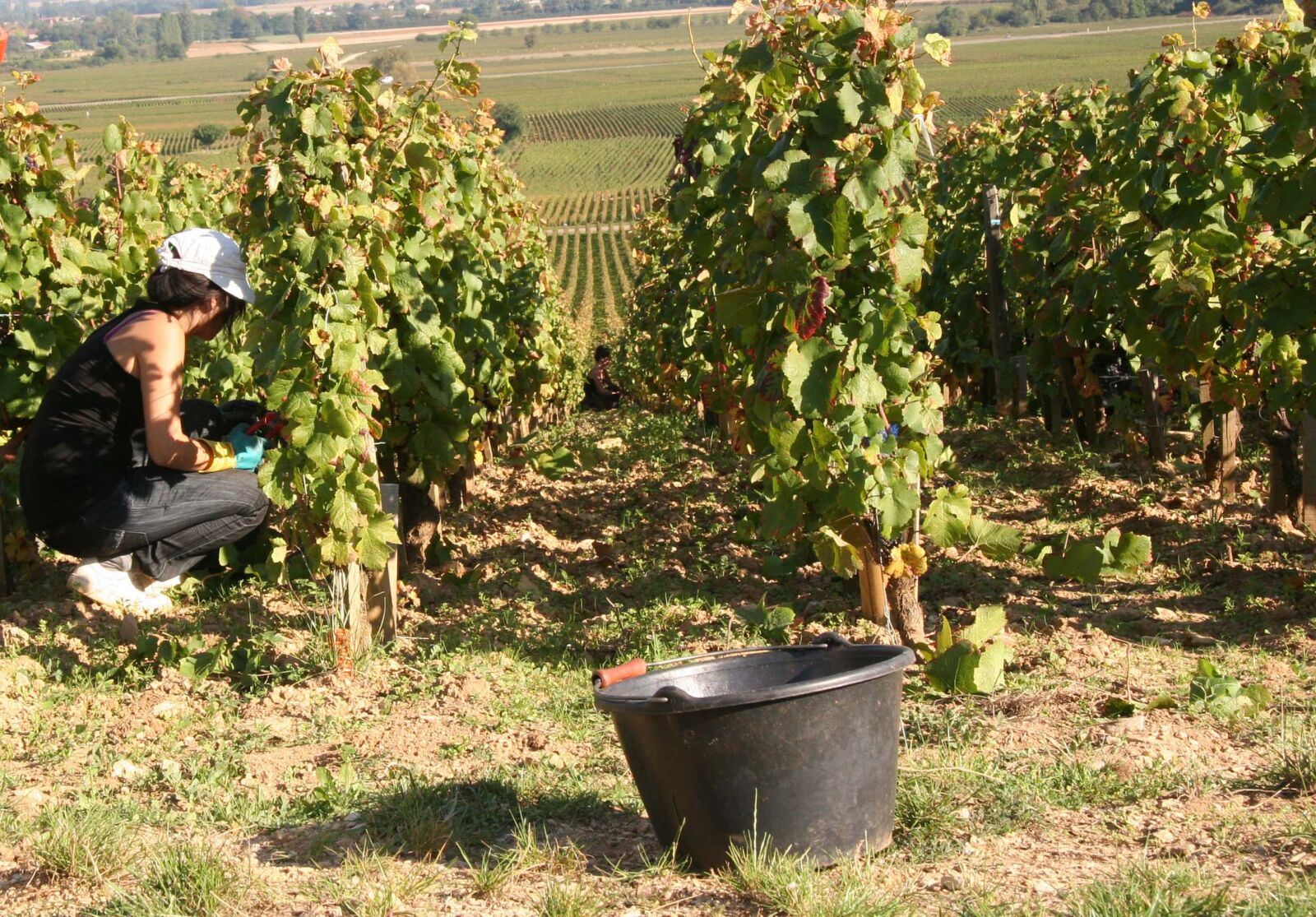 Canon EOS 20D sample photo. Vines, burgundy, vineyard photography