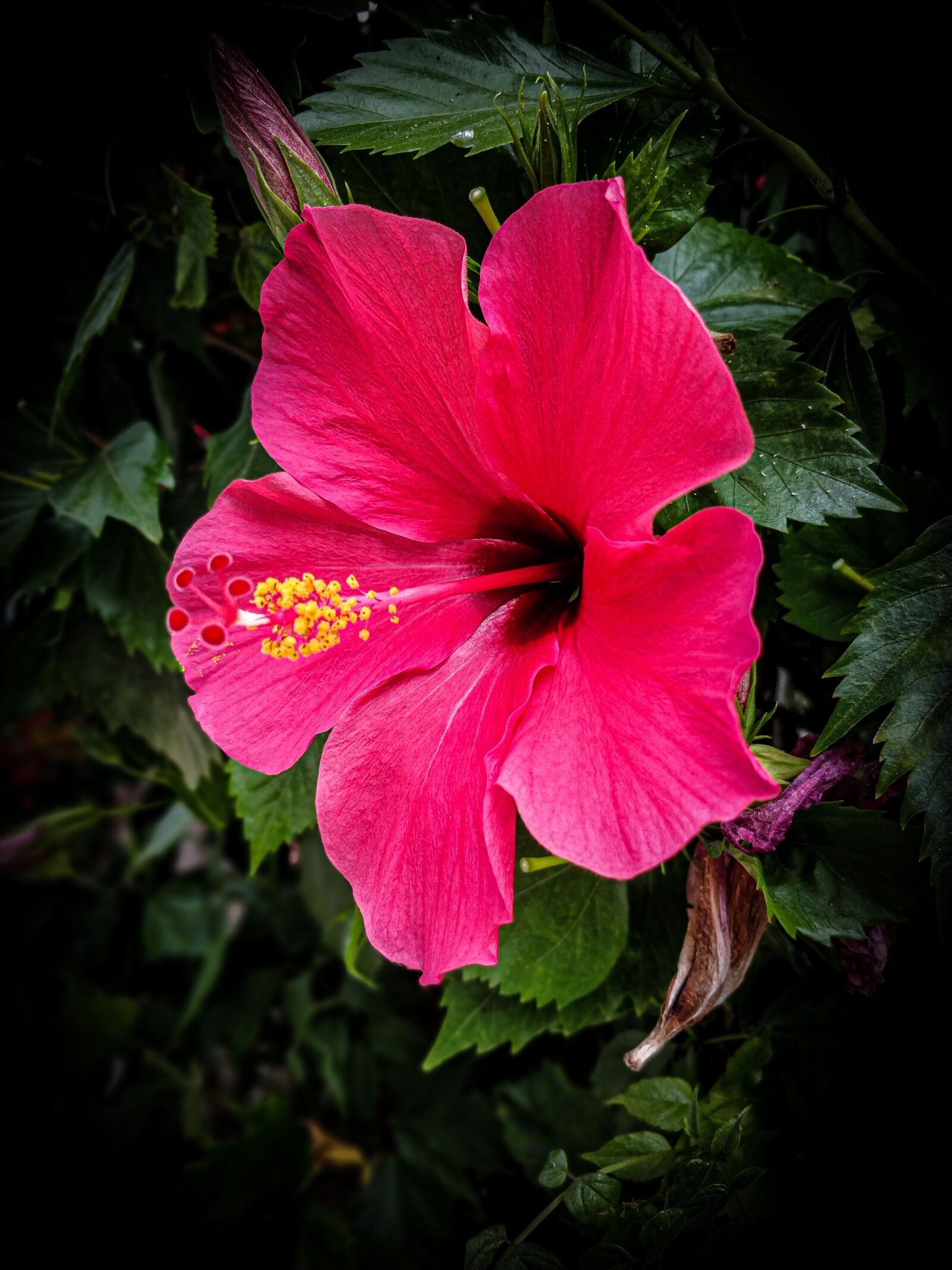 OnePlus 5T sample photo. Tropical, flower, pink photography