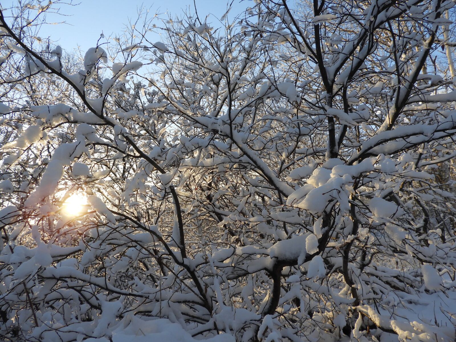 Nikon Coolpix B700 sample photo. Winter, snow, forest photography