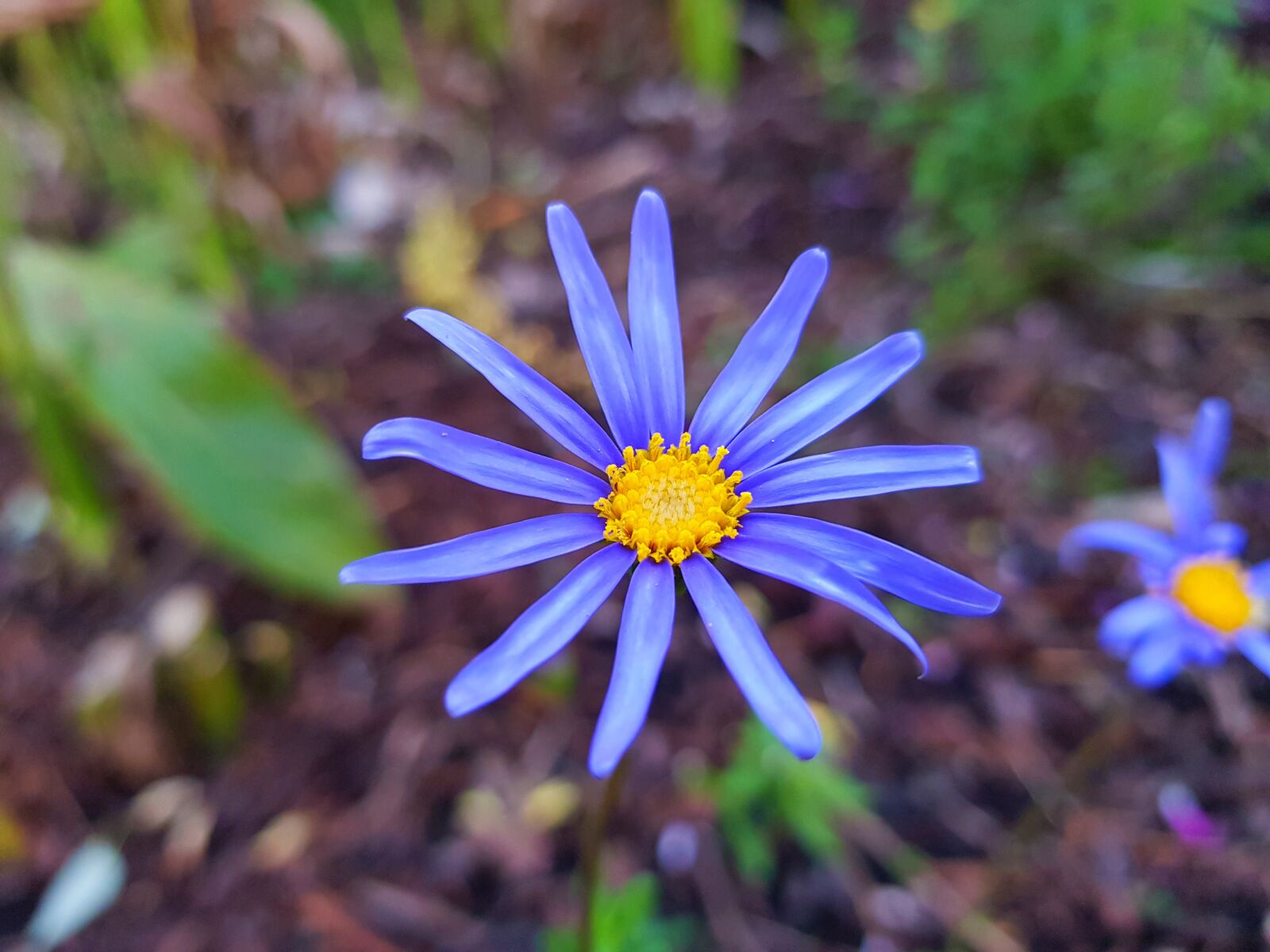 Samsung Galaxy S8+ sample photo. Fresh flower, smartphone photography photography