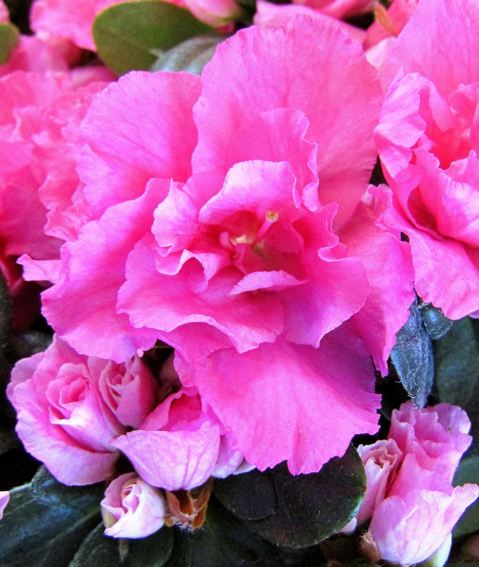 Canon POWERSHOT SX432 IS sample photo. Azalea, blossom, bloom photography