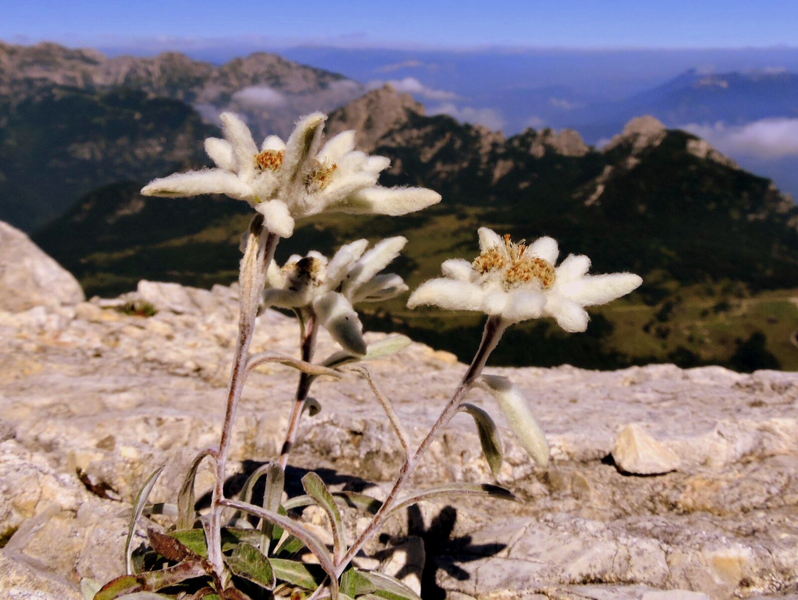 Nikon Coolpix P600 sample photo. Edelweiss, flower, rock photography