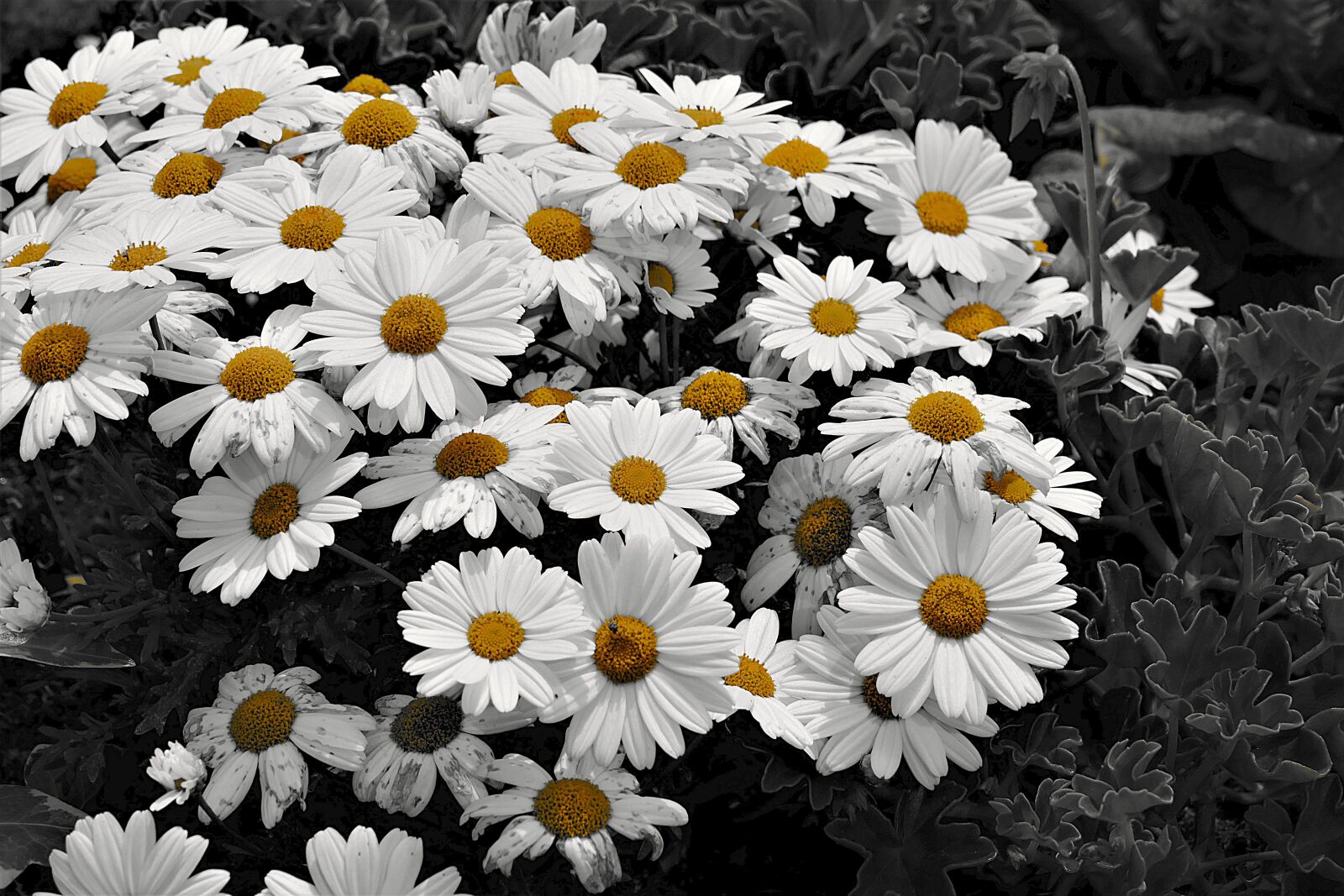 Panasonic Lumix DMC-FZ1000 sample photo. Daisies, flowers, plant photography