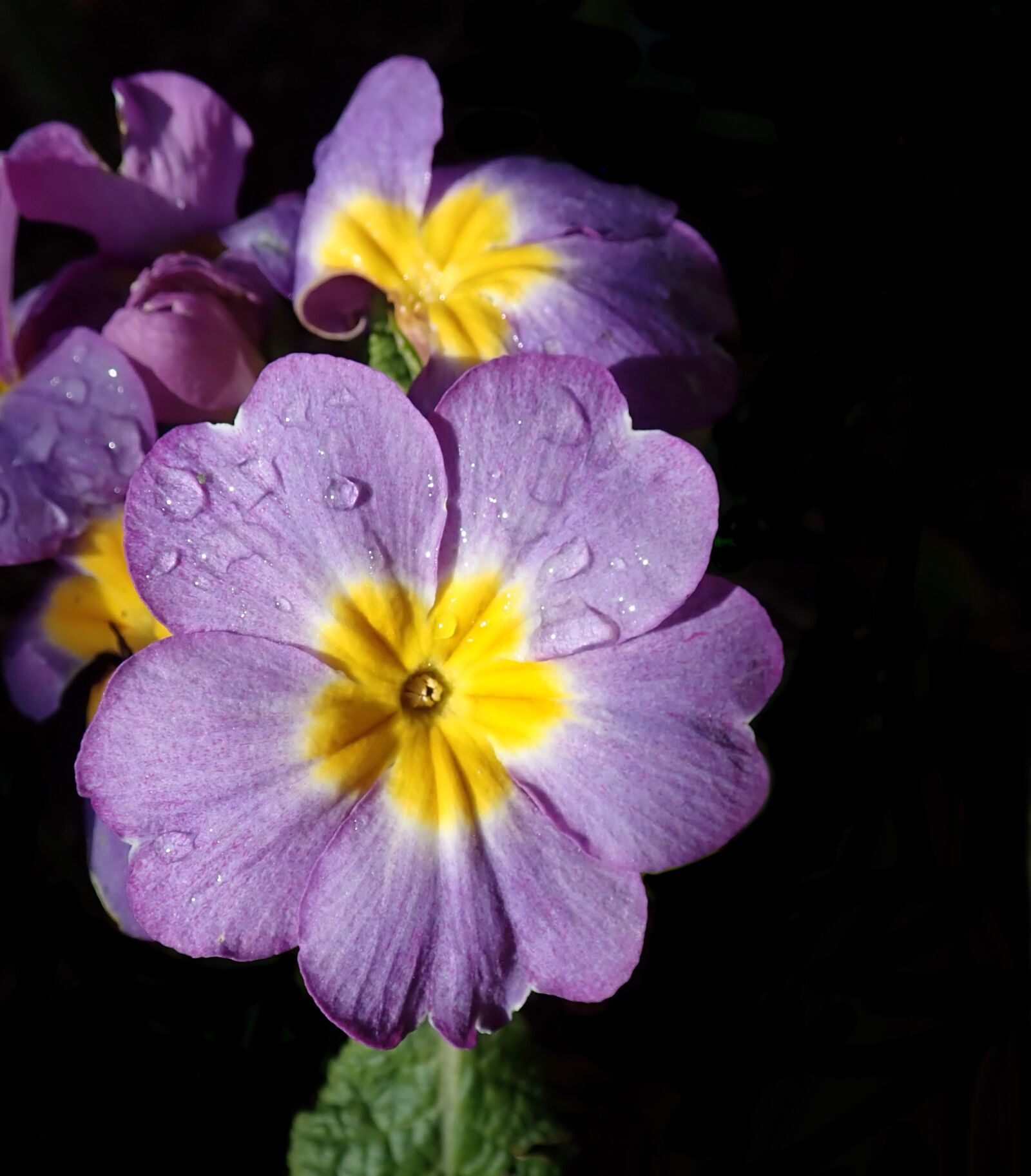 Olympus TG-5 sample photo. Primrose, flower, raindrops photography