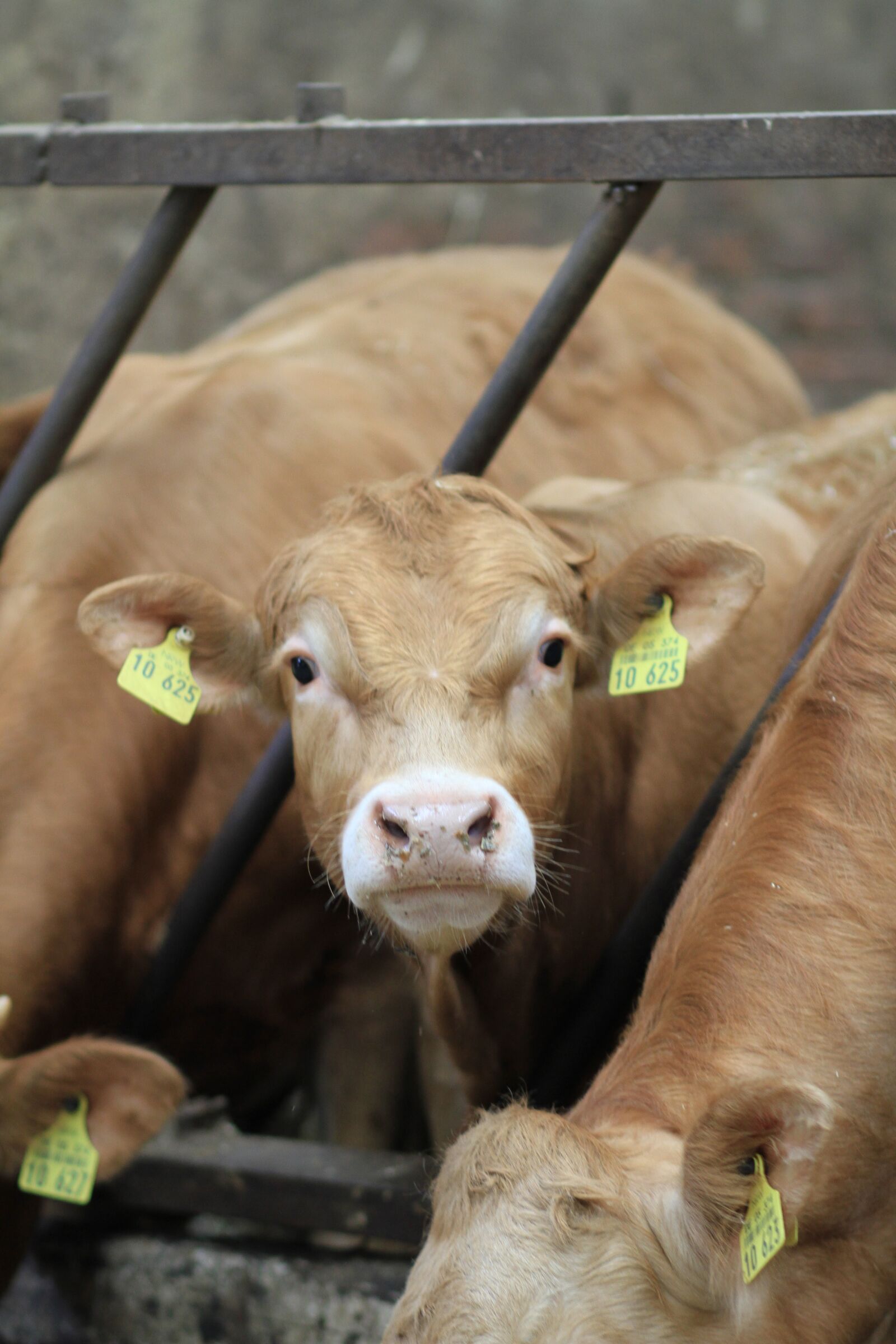 Canon EOS 7D sample photo. Calves, cattle, young animal photography