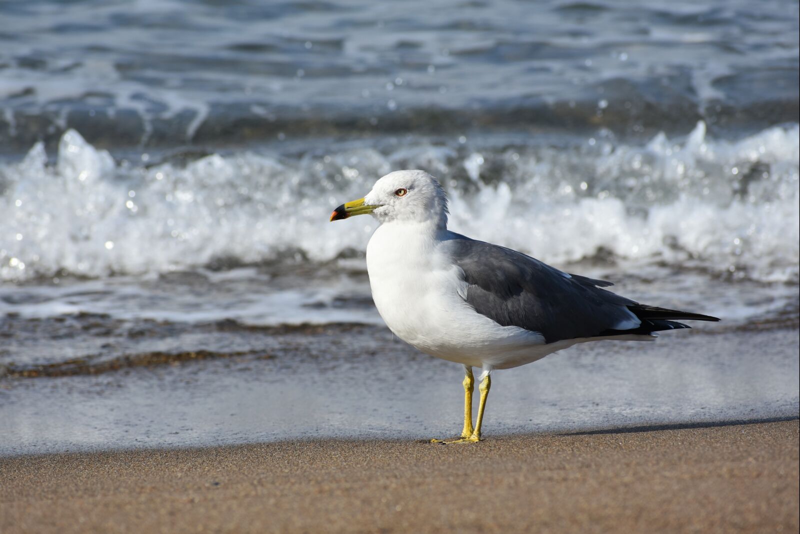 Nikon D7200 sample photo. Animal, sea, beach photography