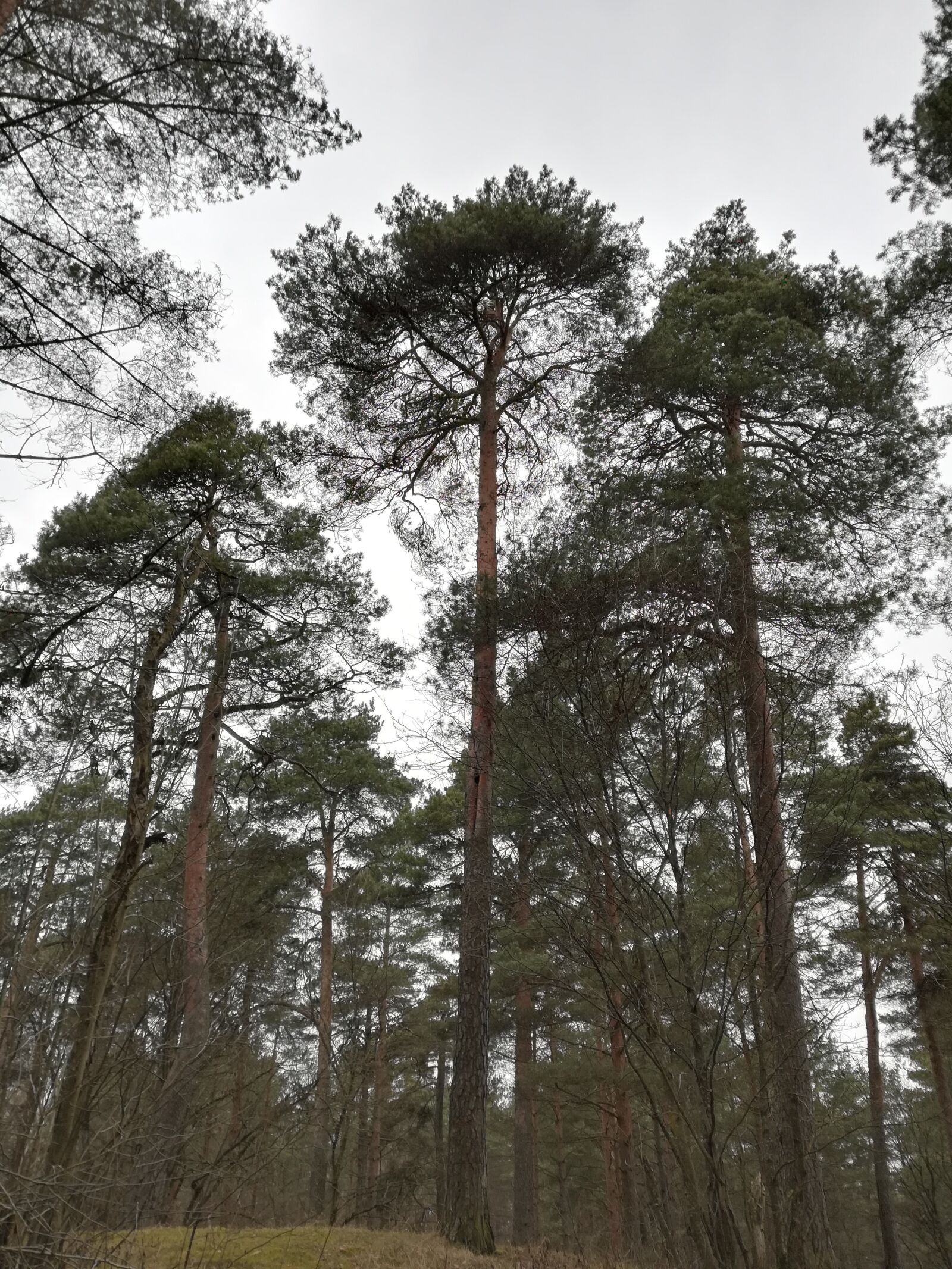 HUAWEI P10 lite sample photo. Forest, pine, coniferous photography