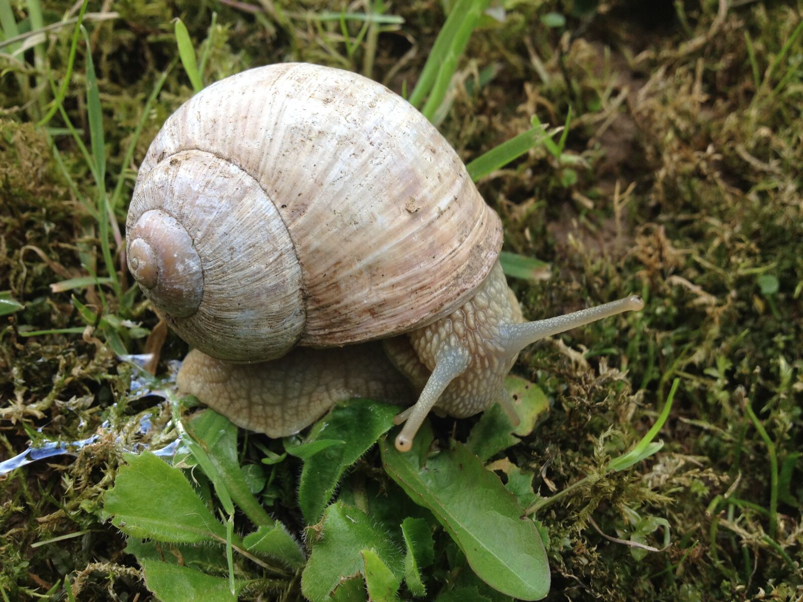 iPhone 4S back camera 4.28mm f/2.4 sample photo. Snail, house, slowly photography