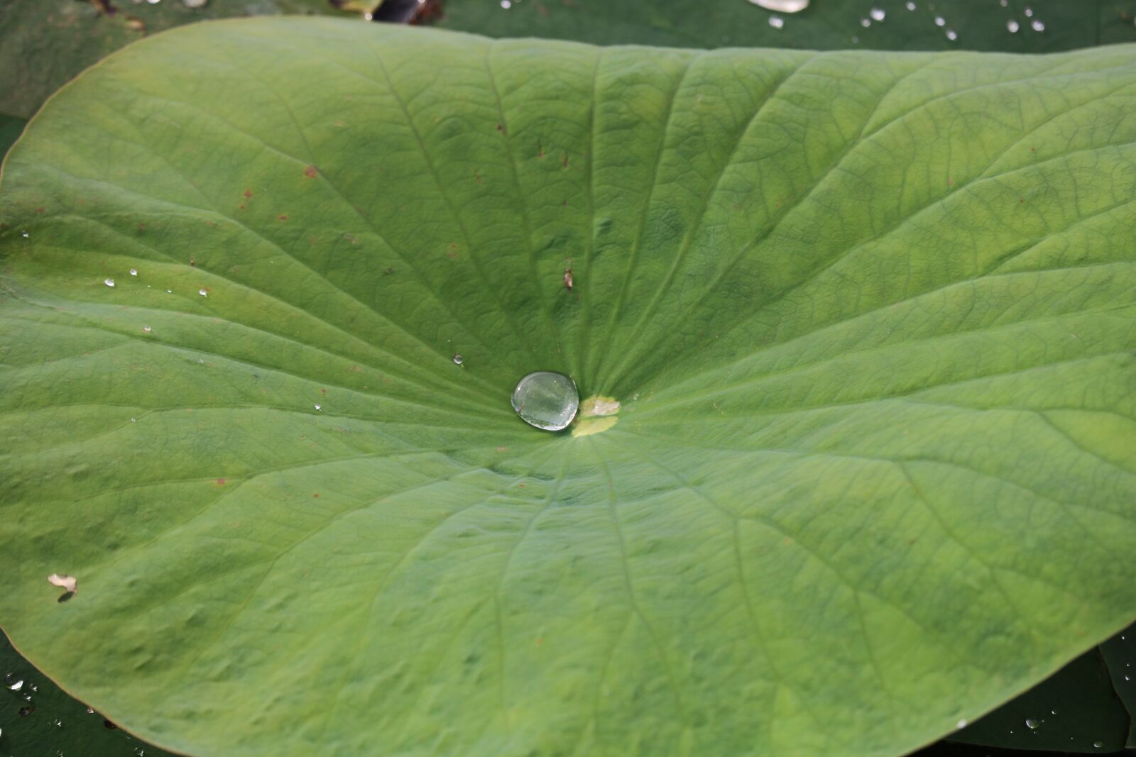 Canon EOS 750D (EOS Rebel T6i / EOS Kiss X8i) + Canon EF-S 55-250mm F4-5.6 IS STM sample photo. Lily pad, water, pond photography